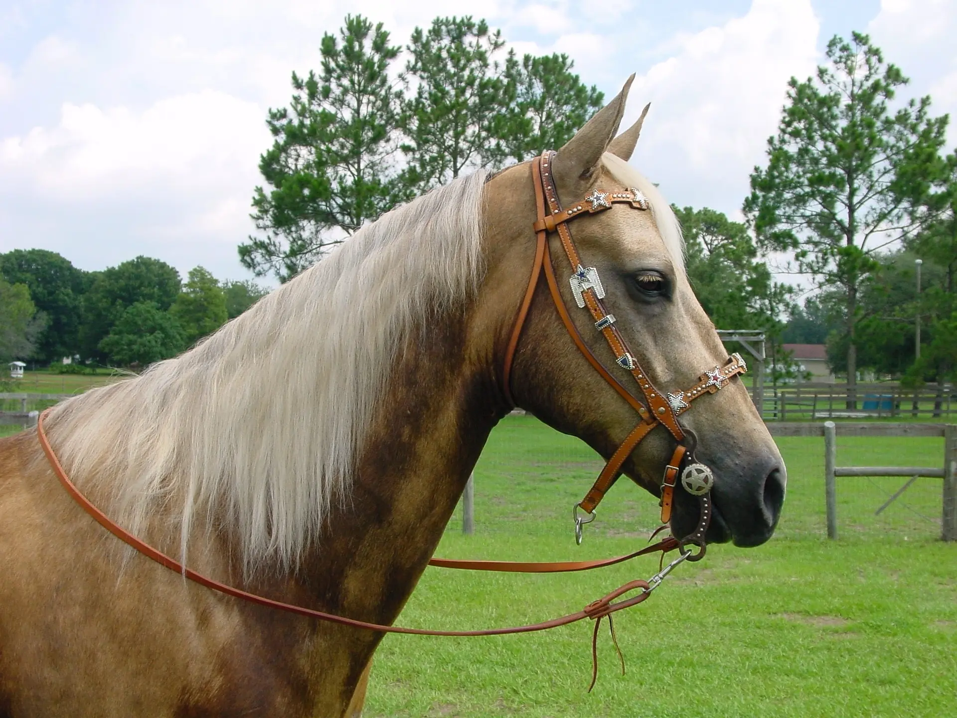 Sooty palomino horse