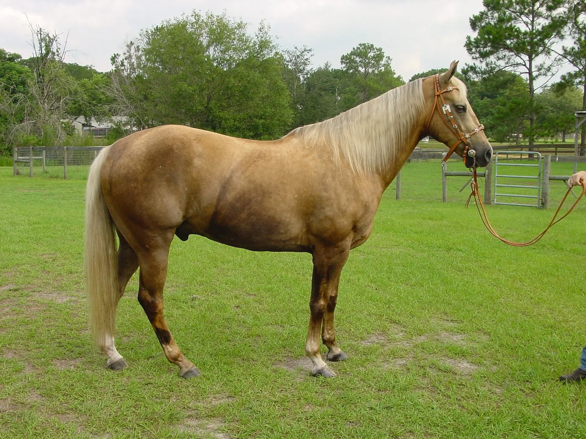 Sooty palomino horse