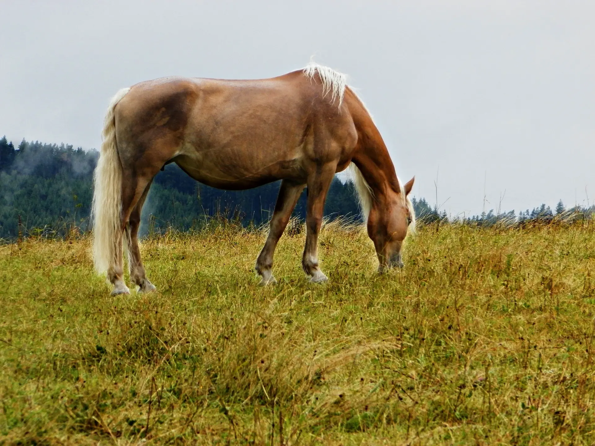 Sooty palomino horse