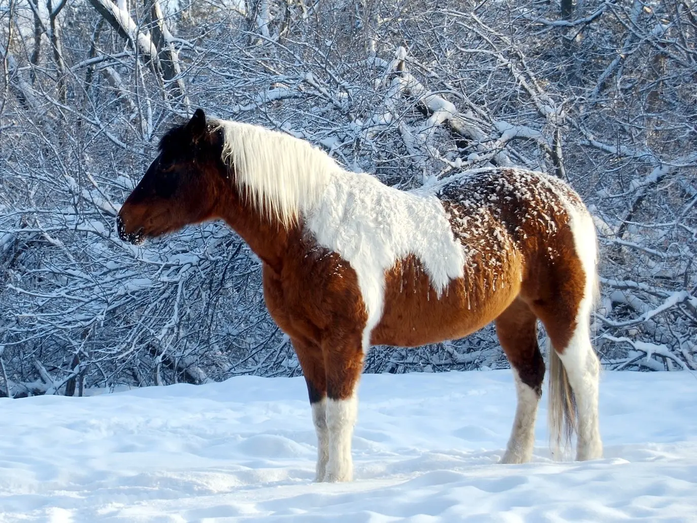 Seal pinto horse