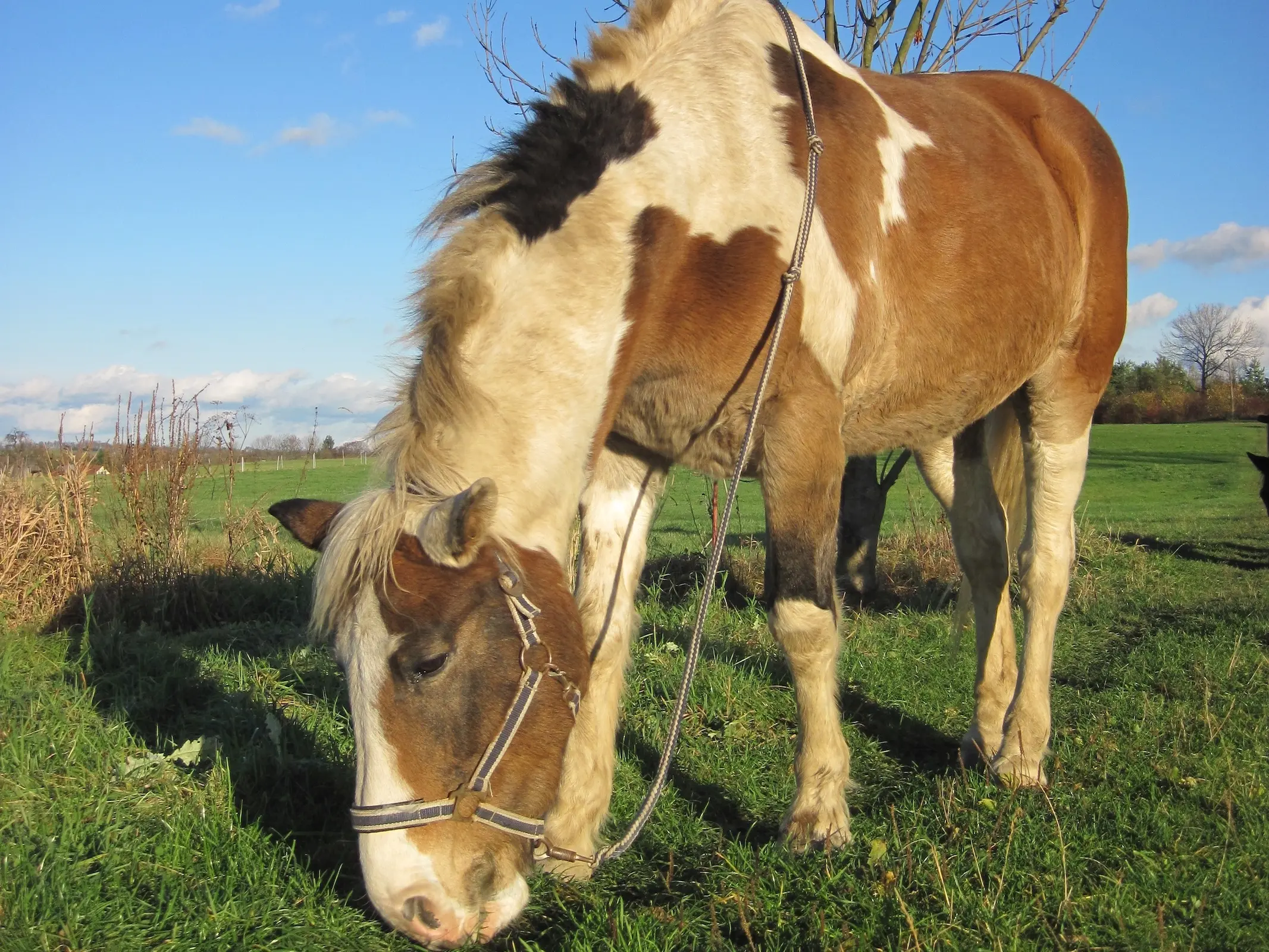 Seal pinto horse