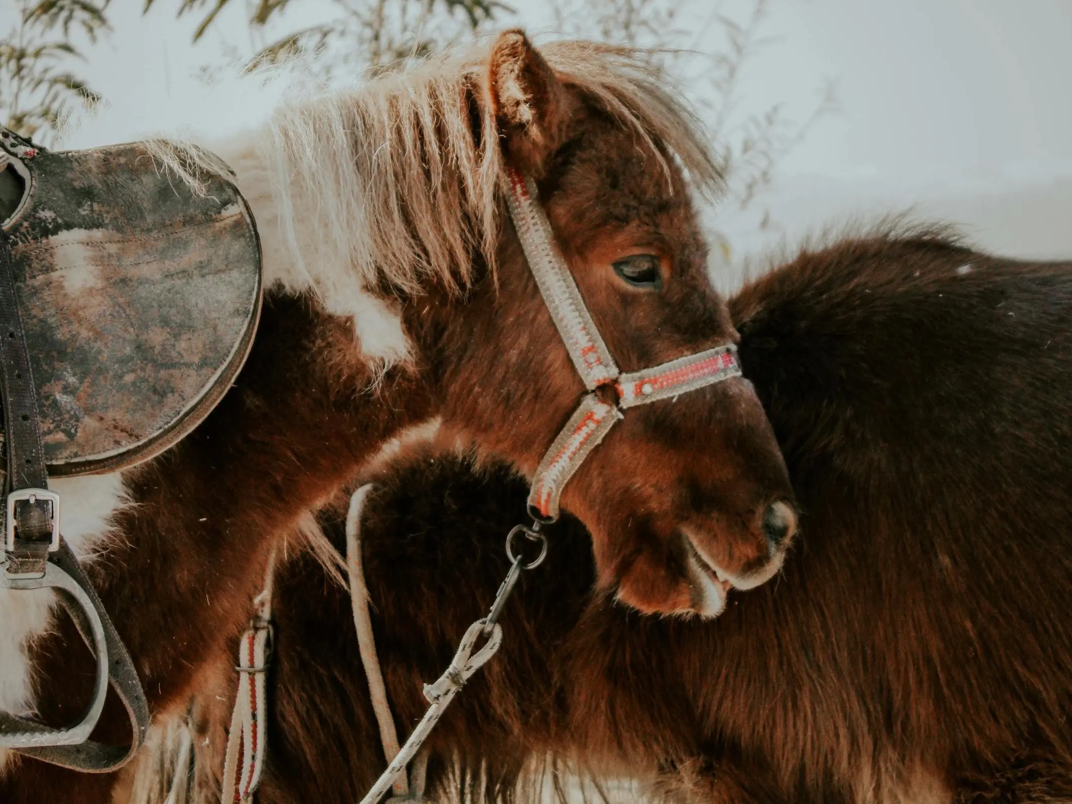 Seal pinto horse