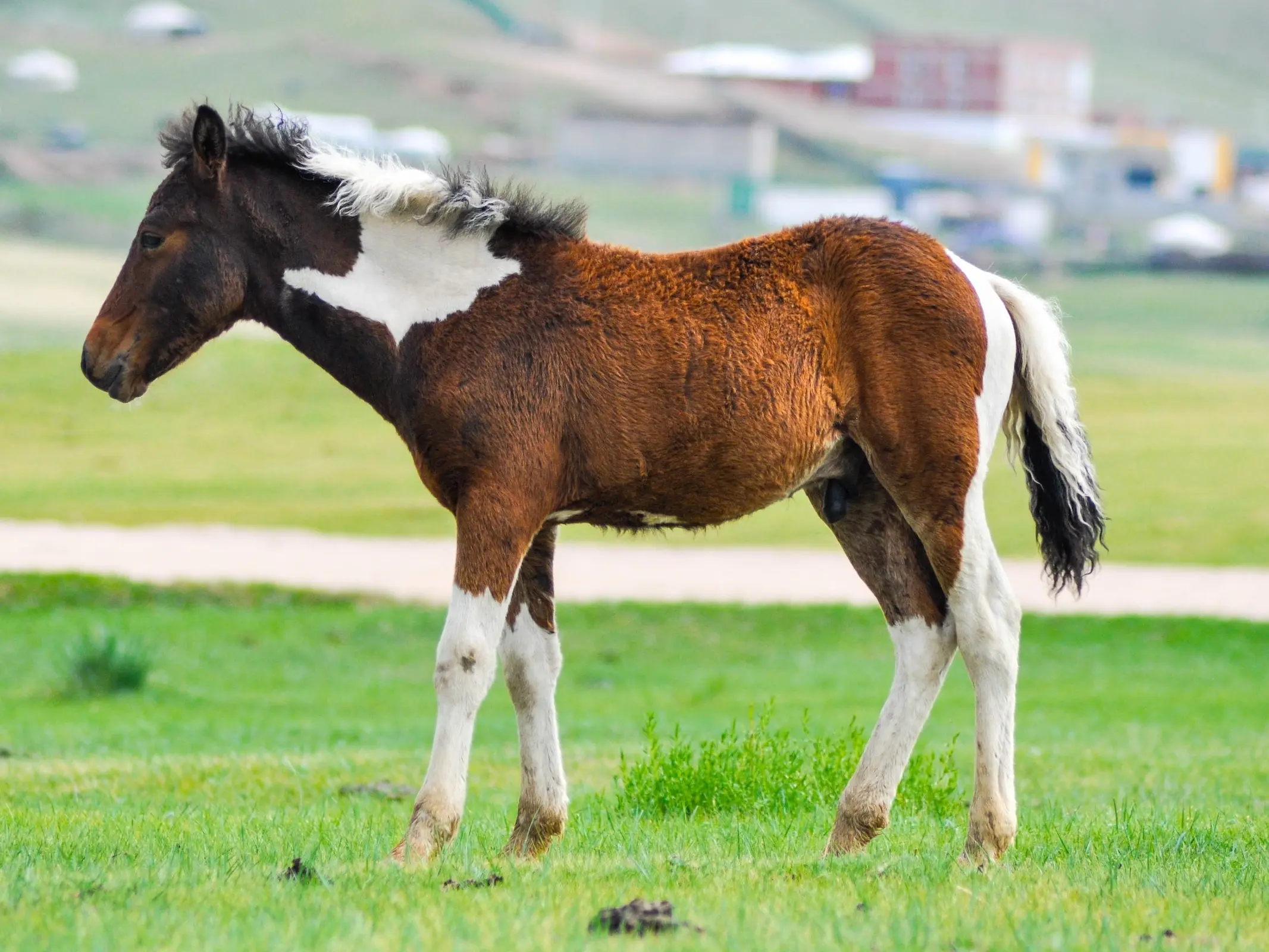 Seal pinto horse