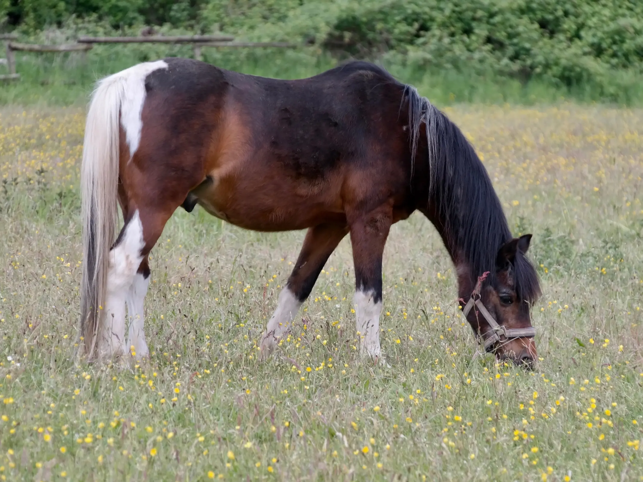 Seal pinto horse