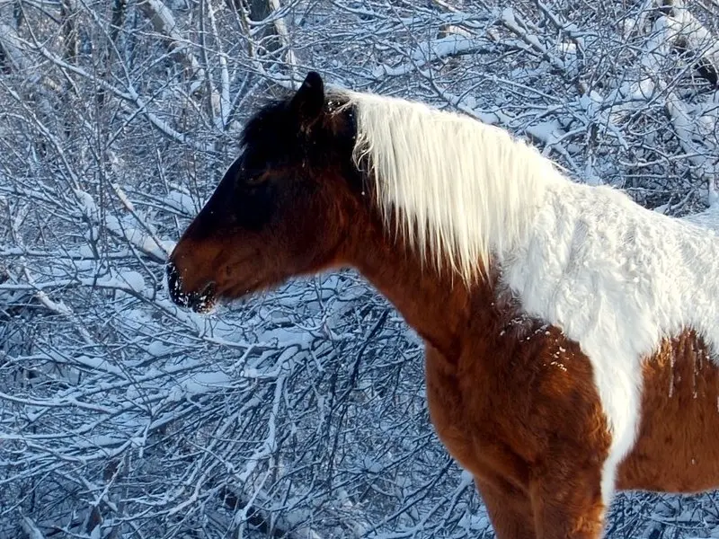 Sooty pinto horse