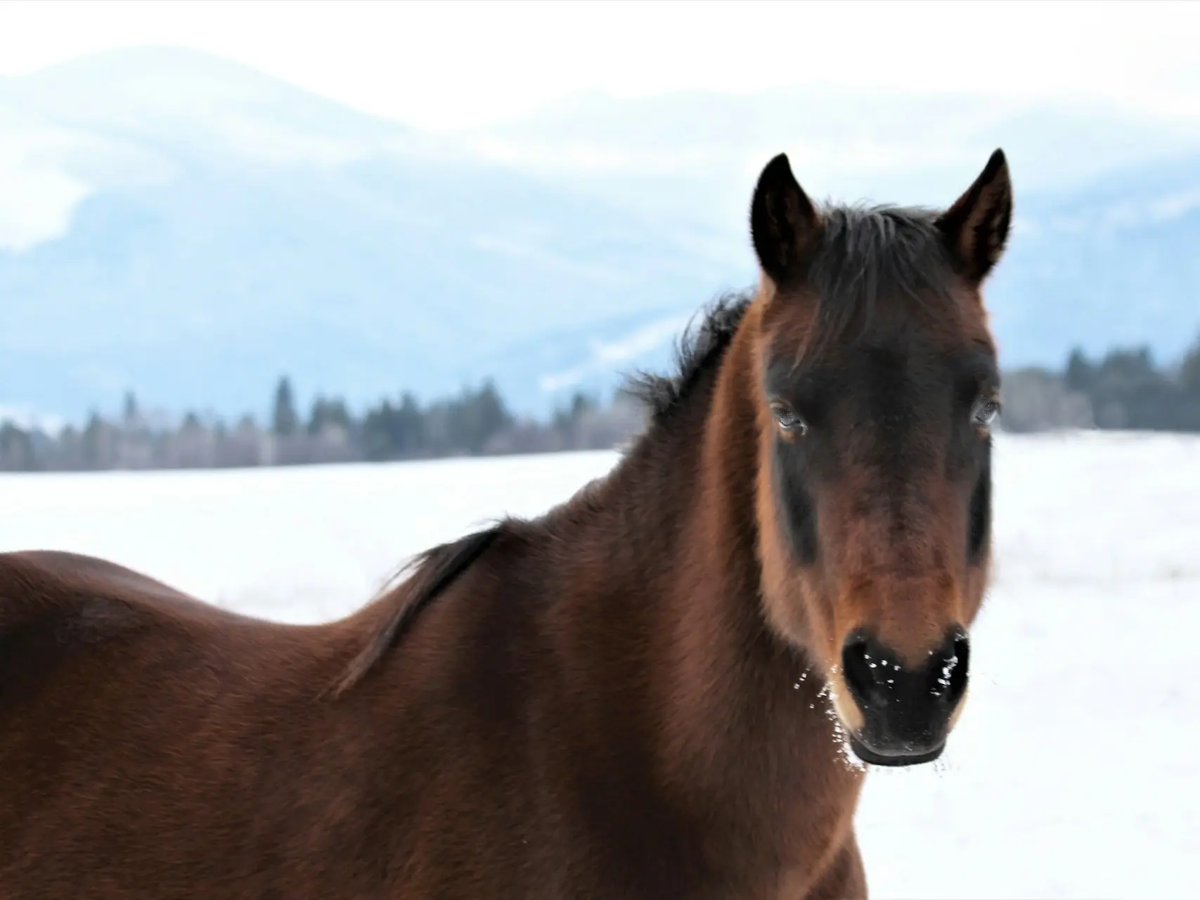 Seal brown horse