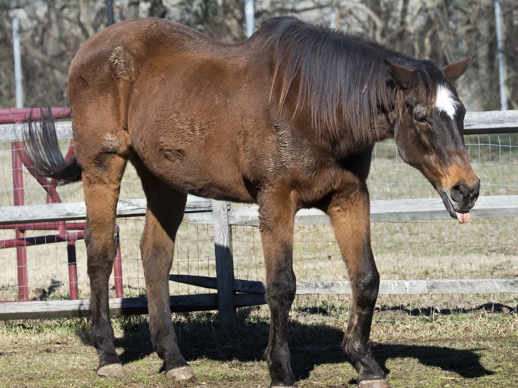 Seal brown horse