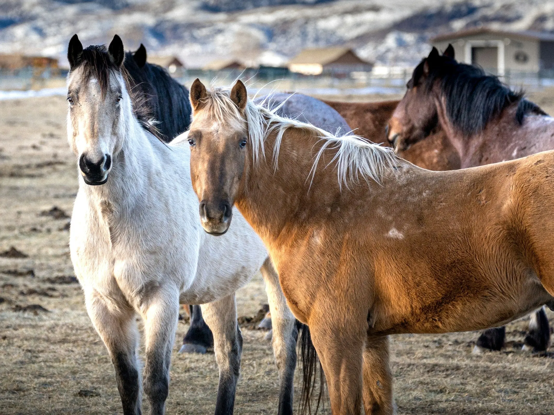 Dun and sooty palomino