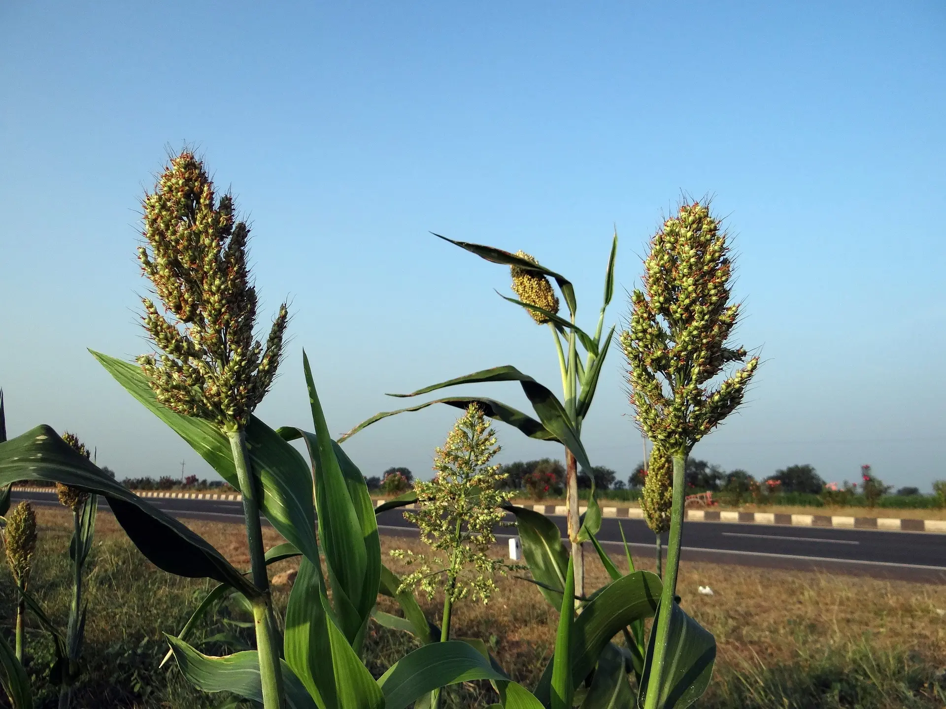 Sorghum