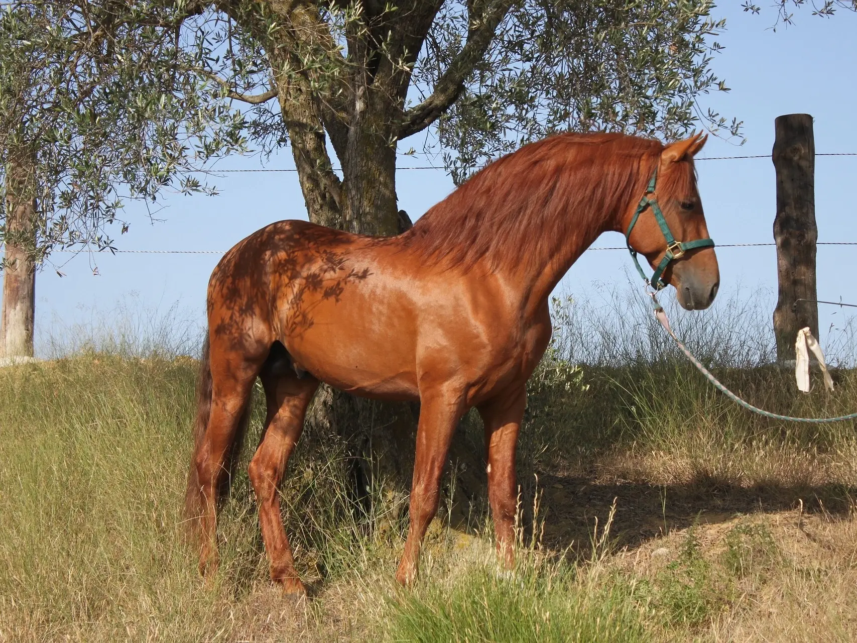 Red chestnut horse