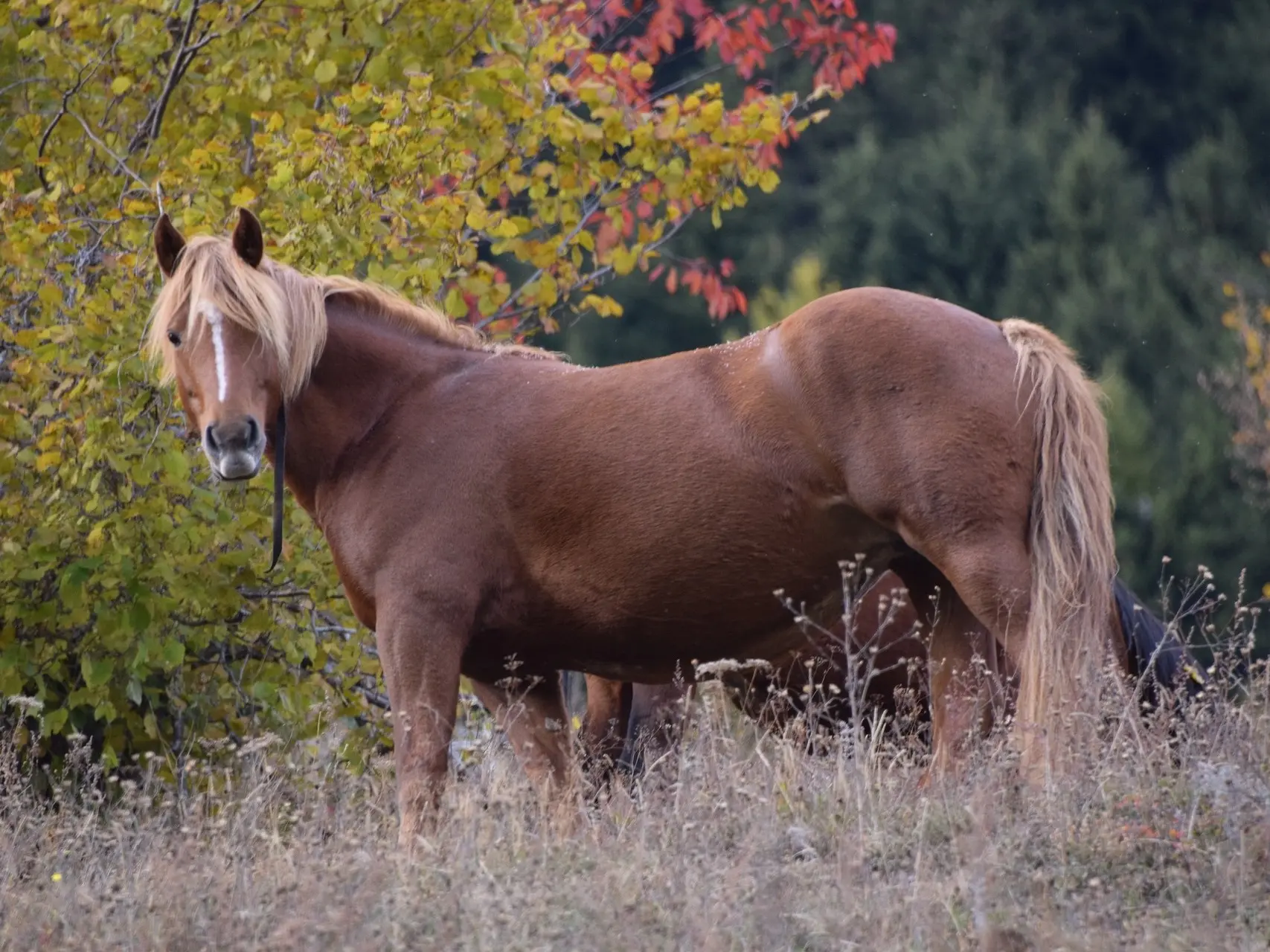 Standard chestnut horse