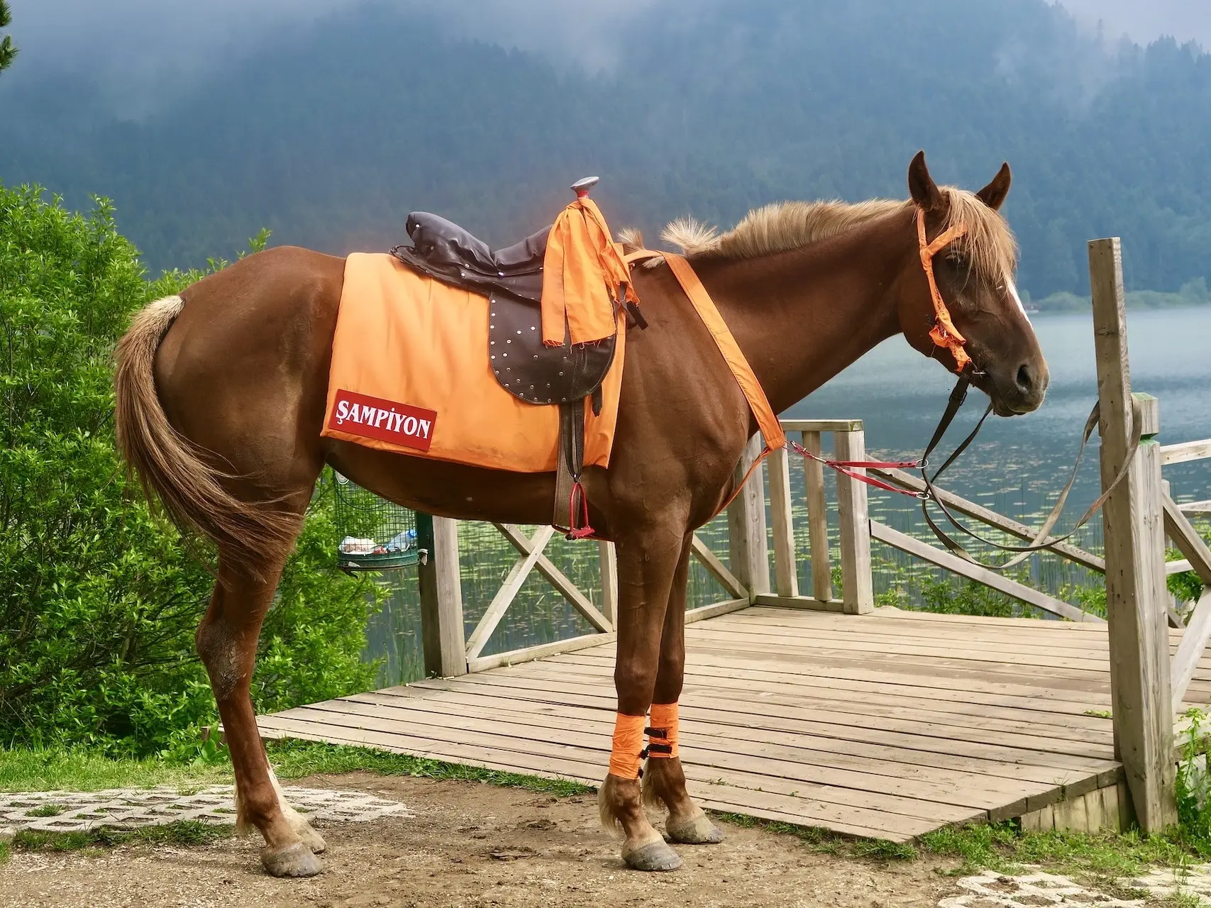 Standard chestnut horse