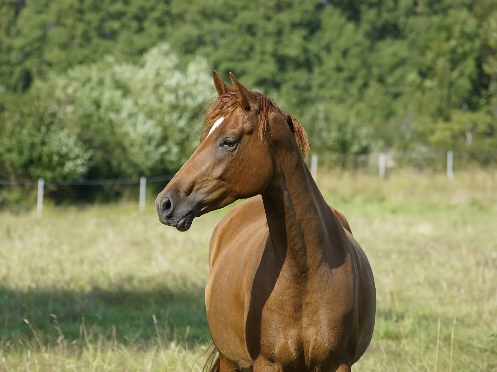 Standard chestnut horse