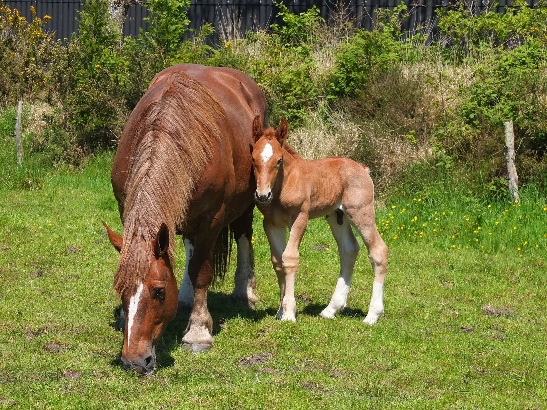 Red chestnut horse