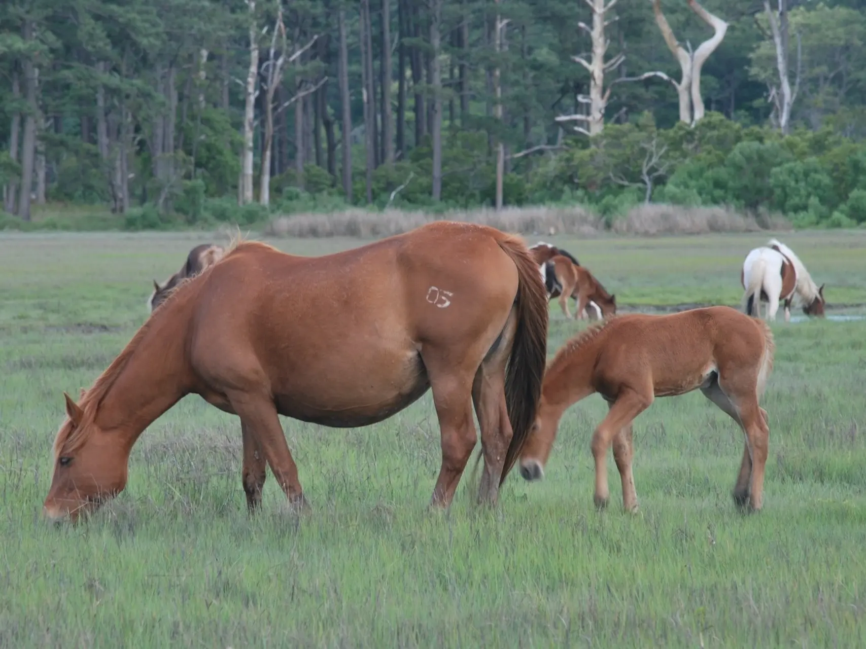 Red chestnut horse