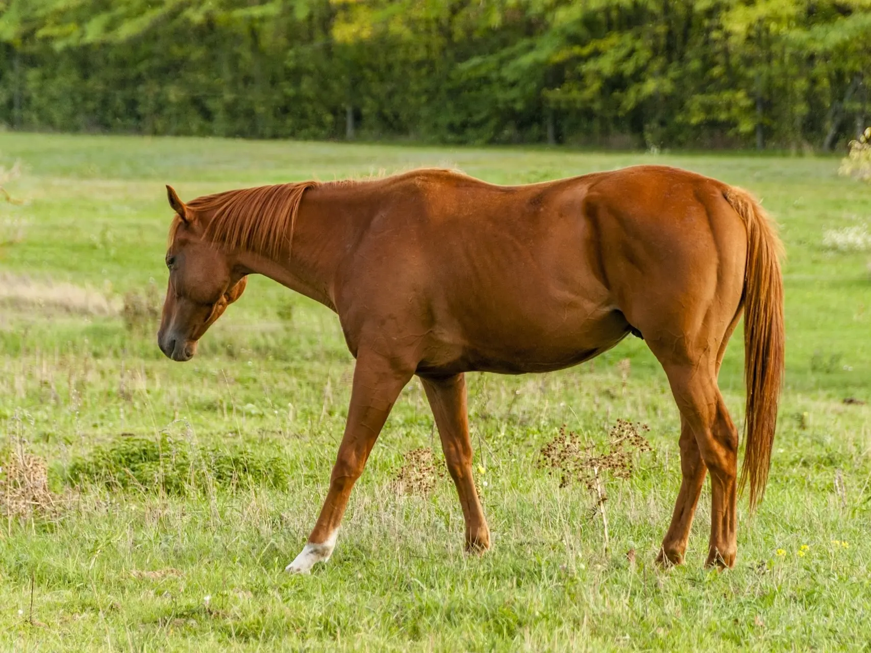 Red chestnut horse