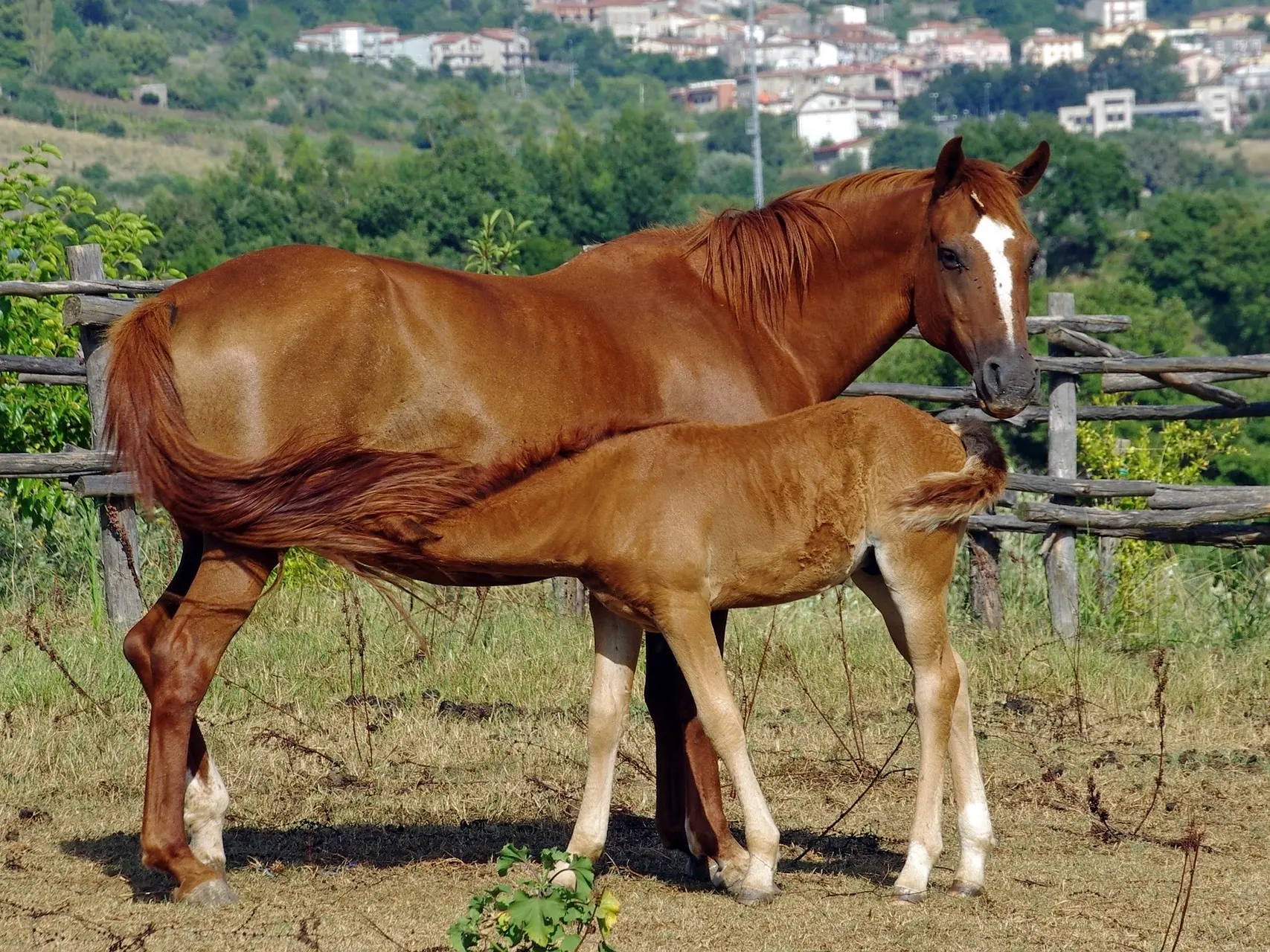 Red chestnut horse