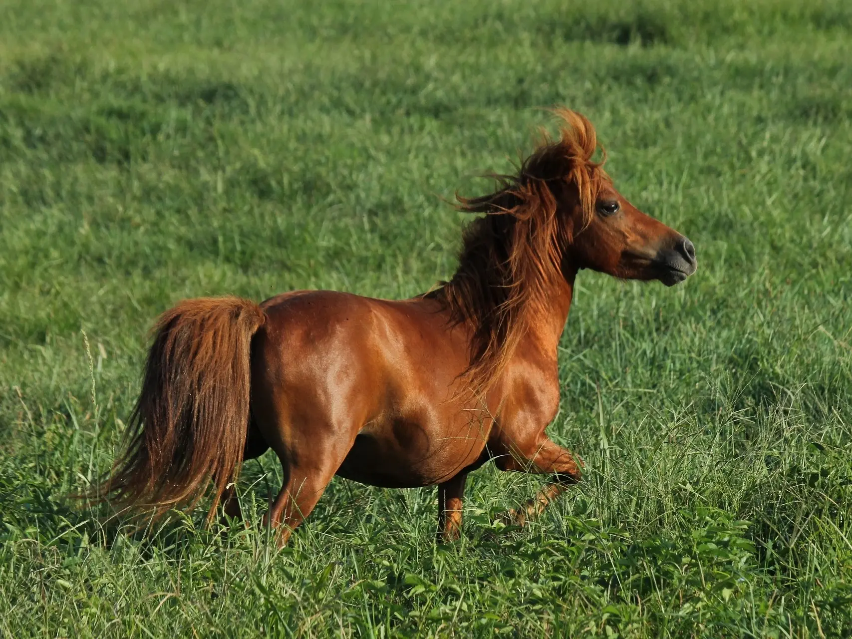 Red chestnut horse