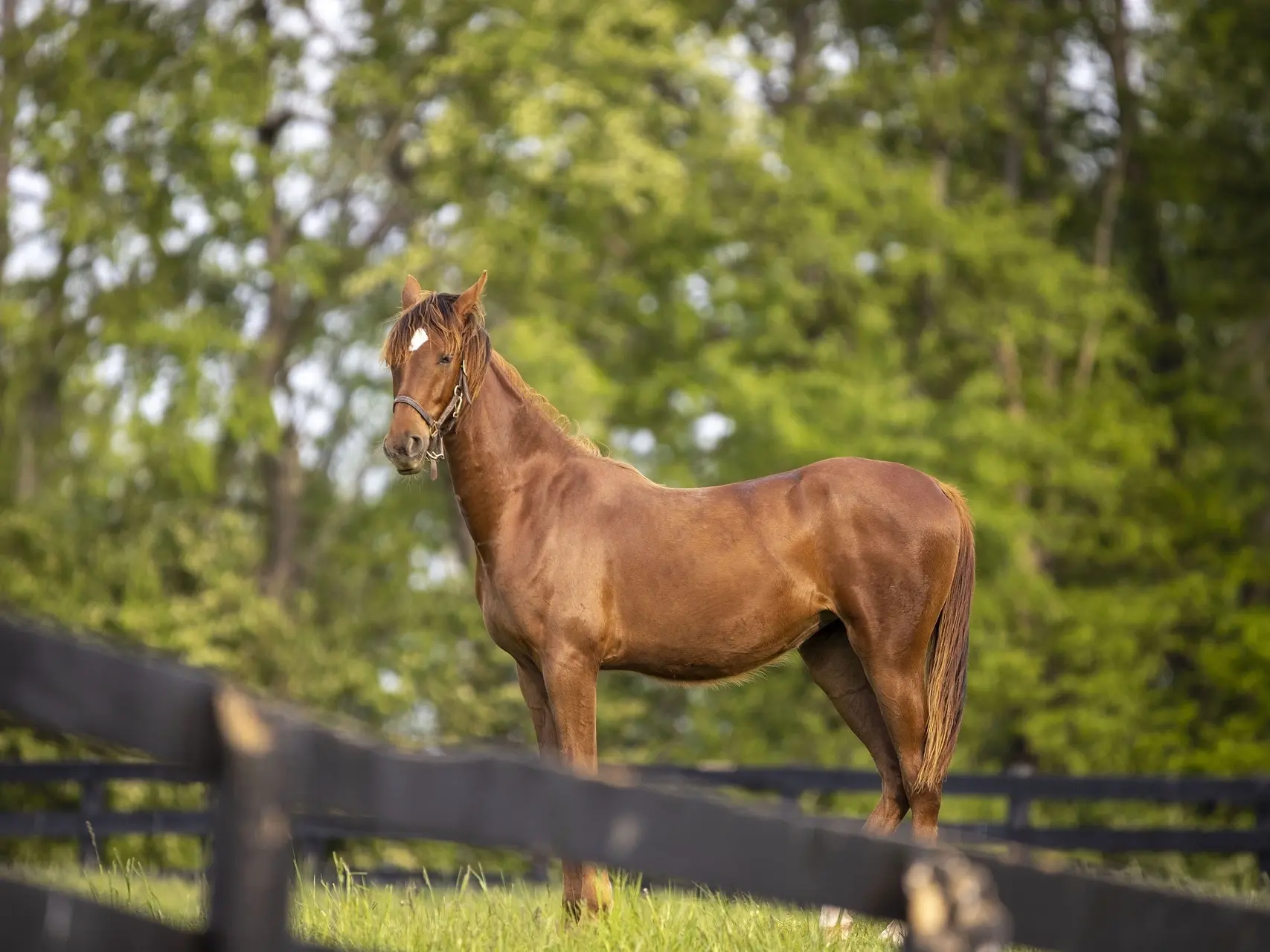 Standard chestnut horse