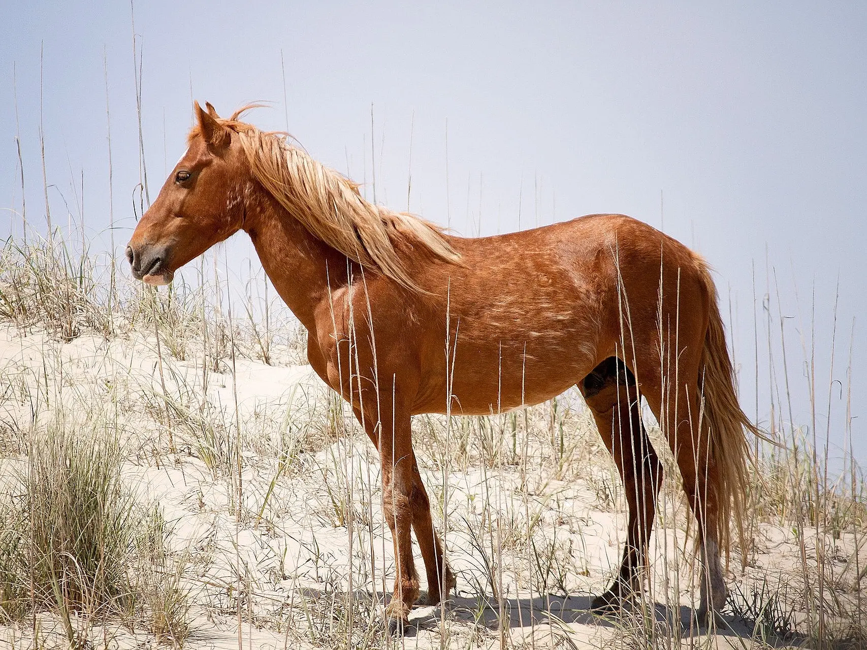 Red chestnut horse