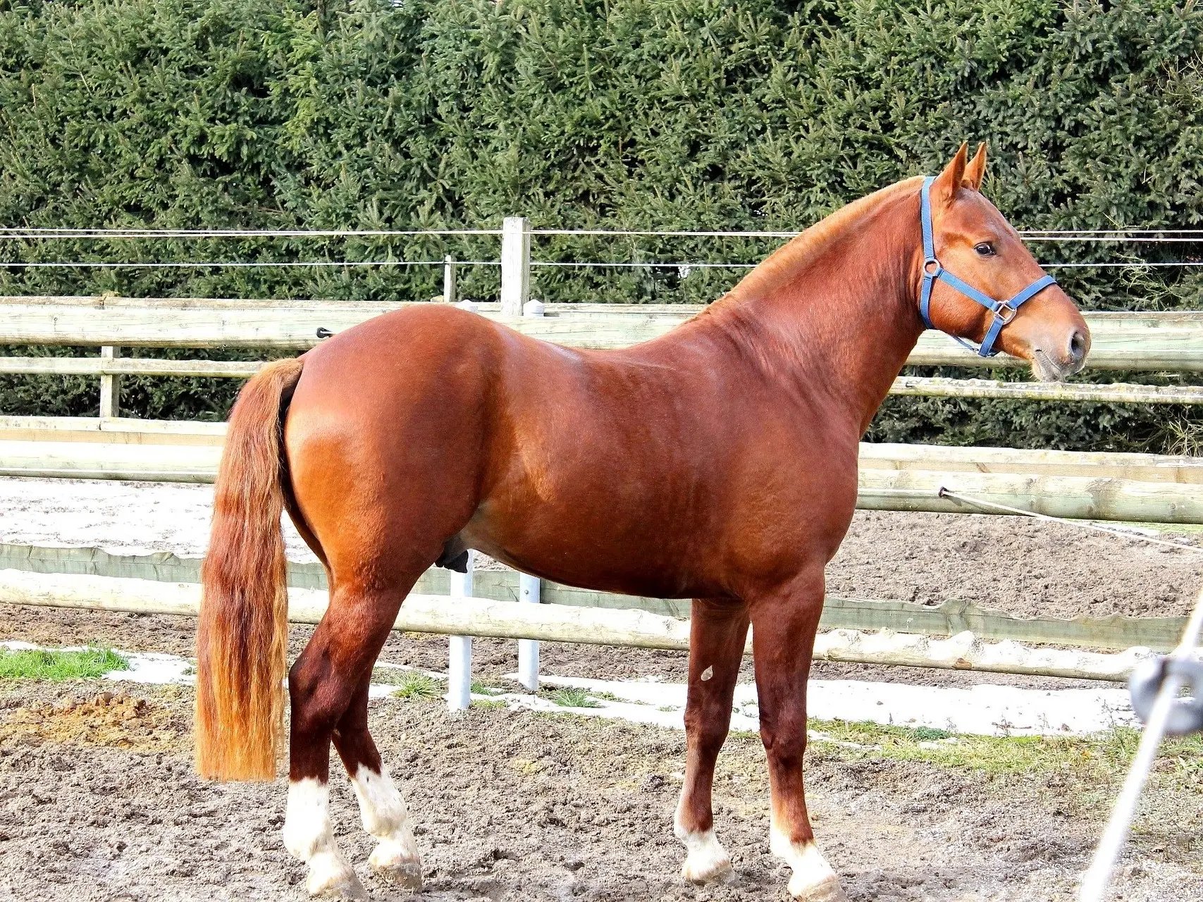 Red chestnut horse