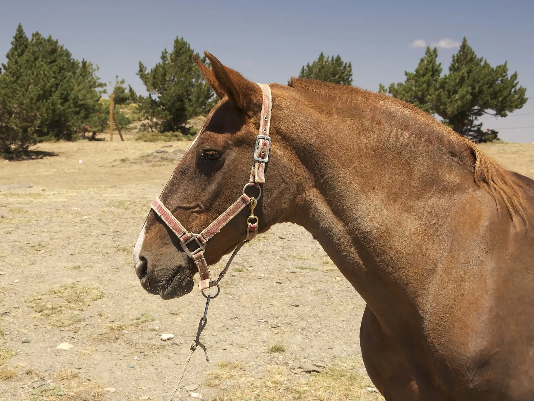 Standard chestnut horse