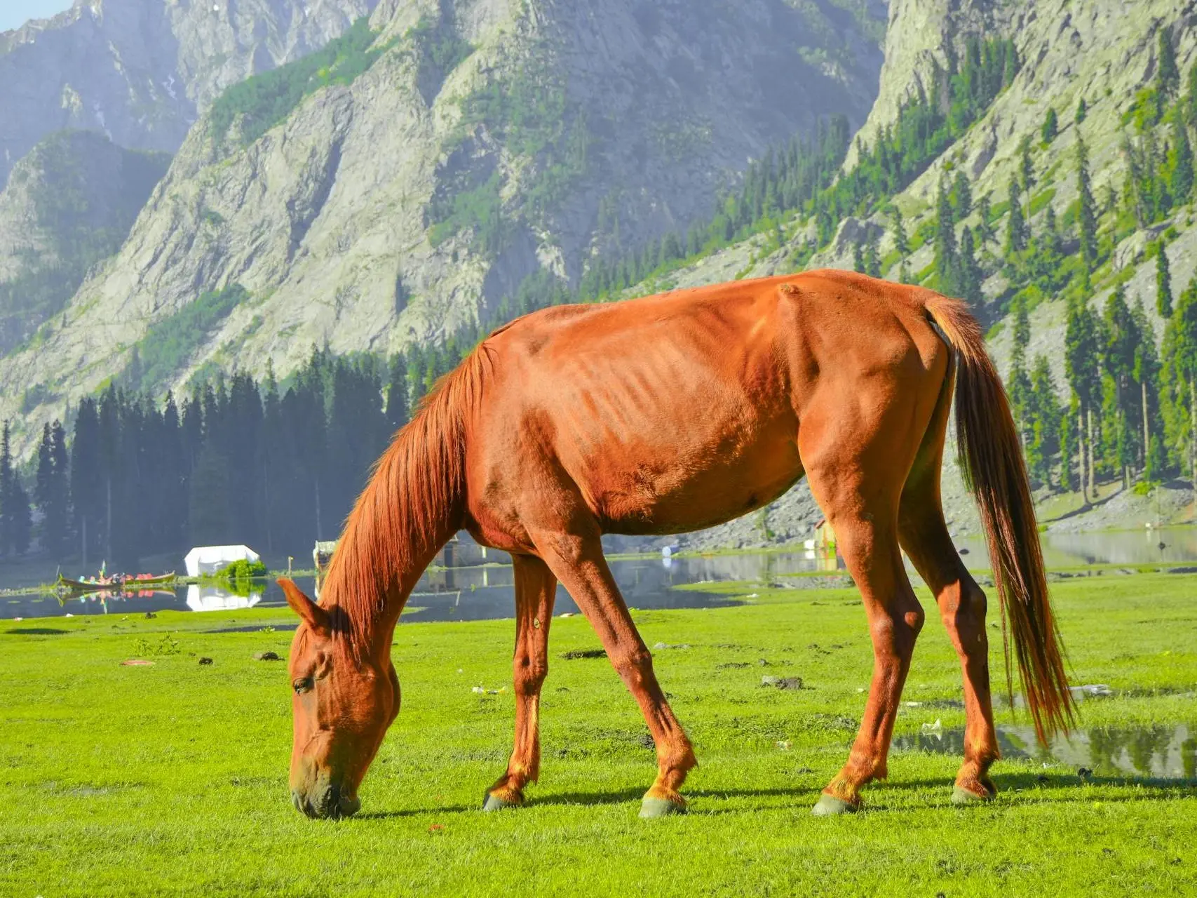 Red chestnut horse