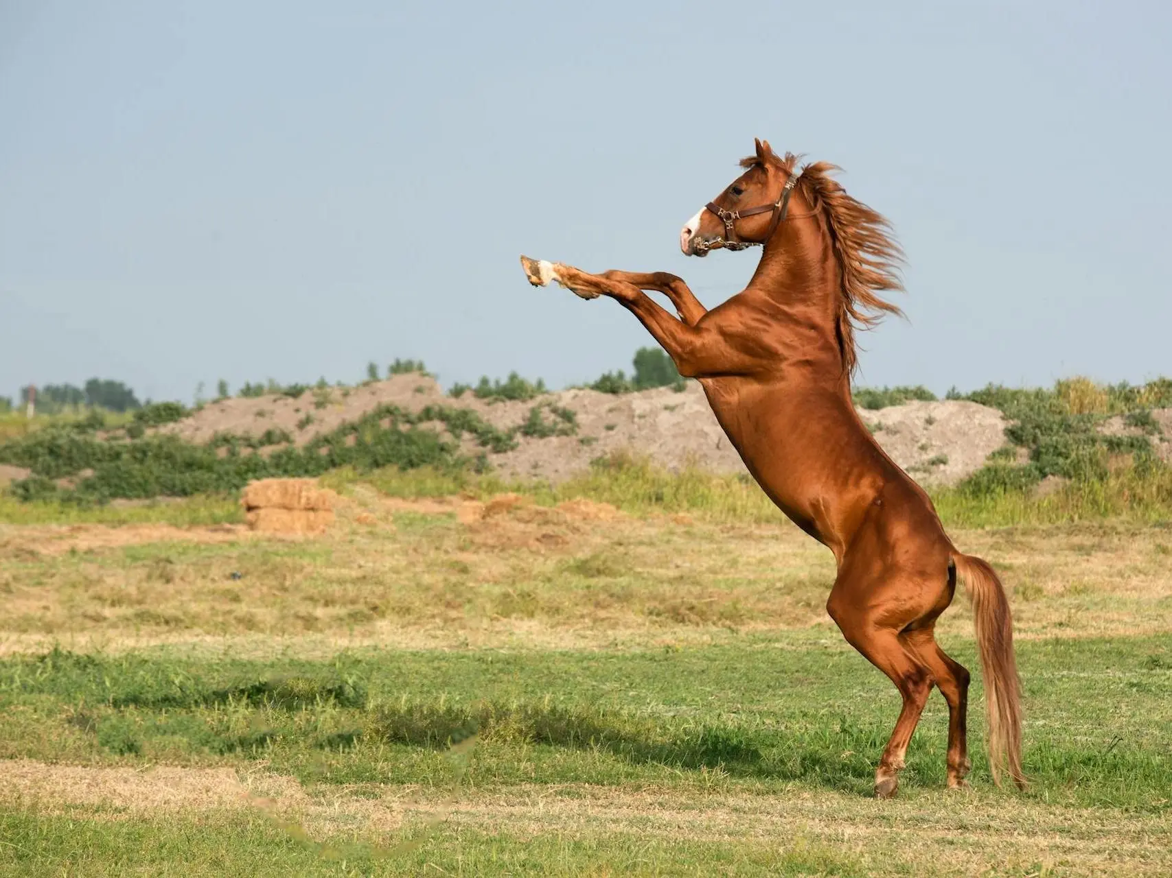 Red chestnut horse