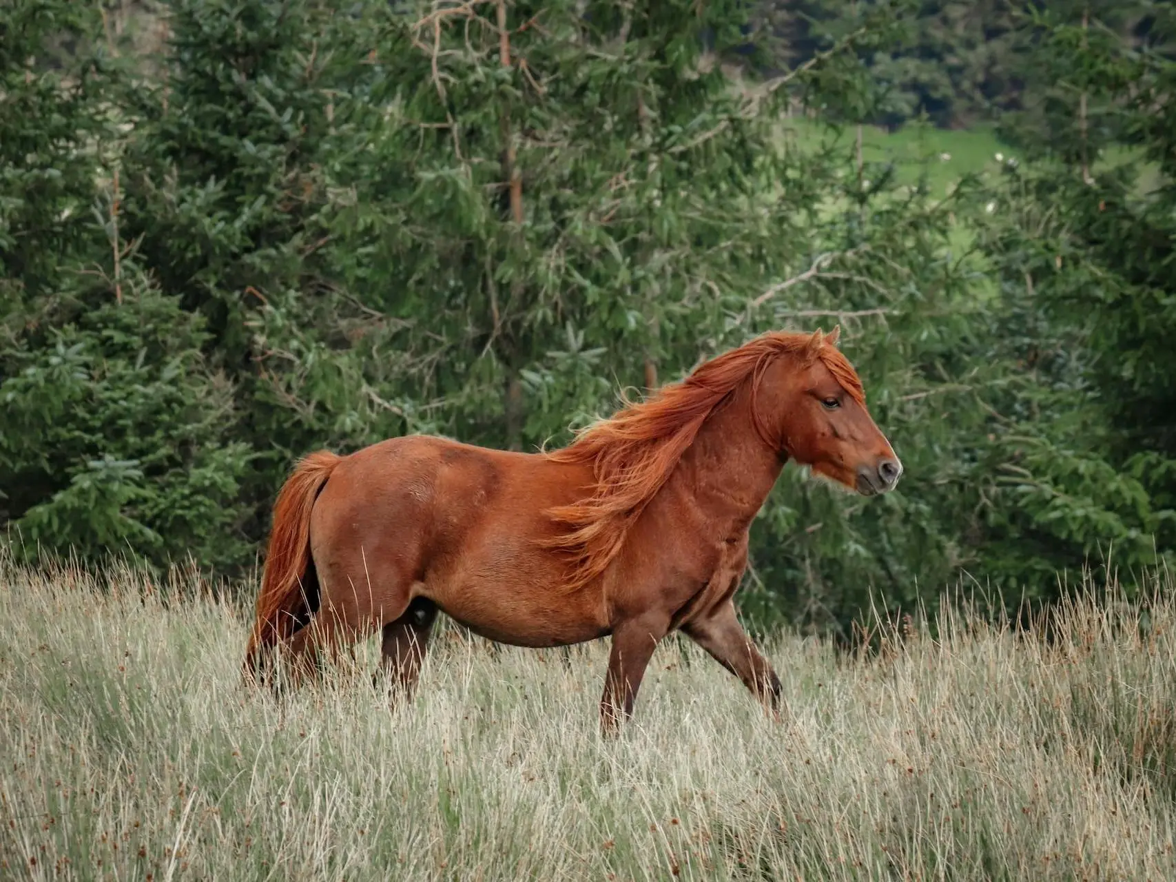 Red chestnut horse