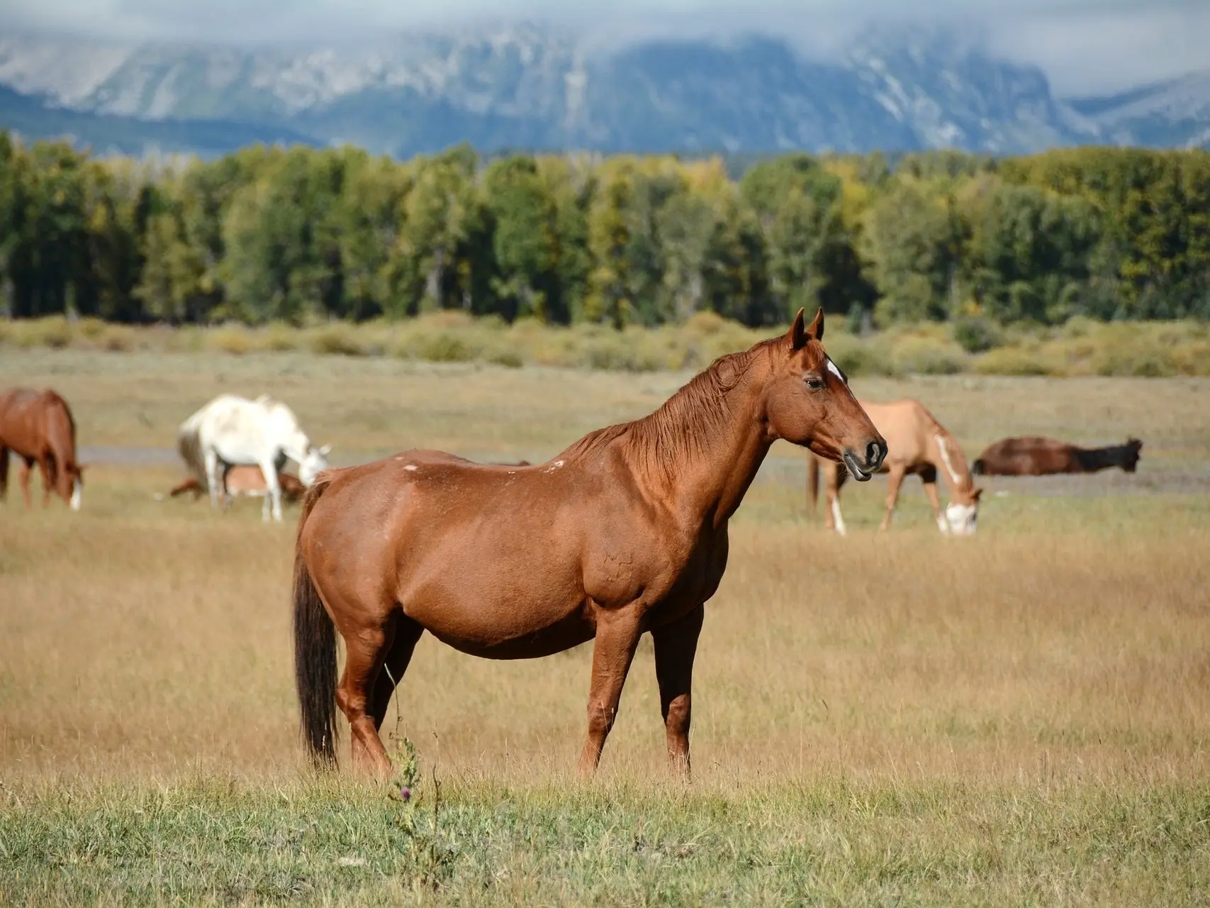 Standard chestnut horse