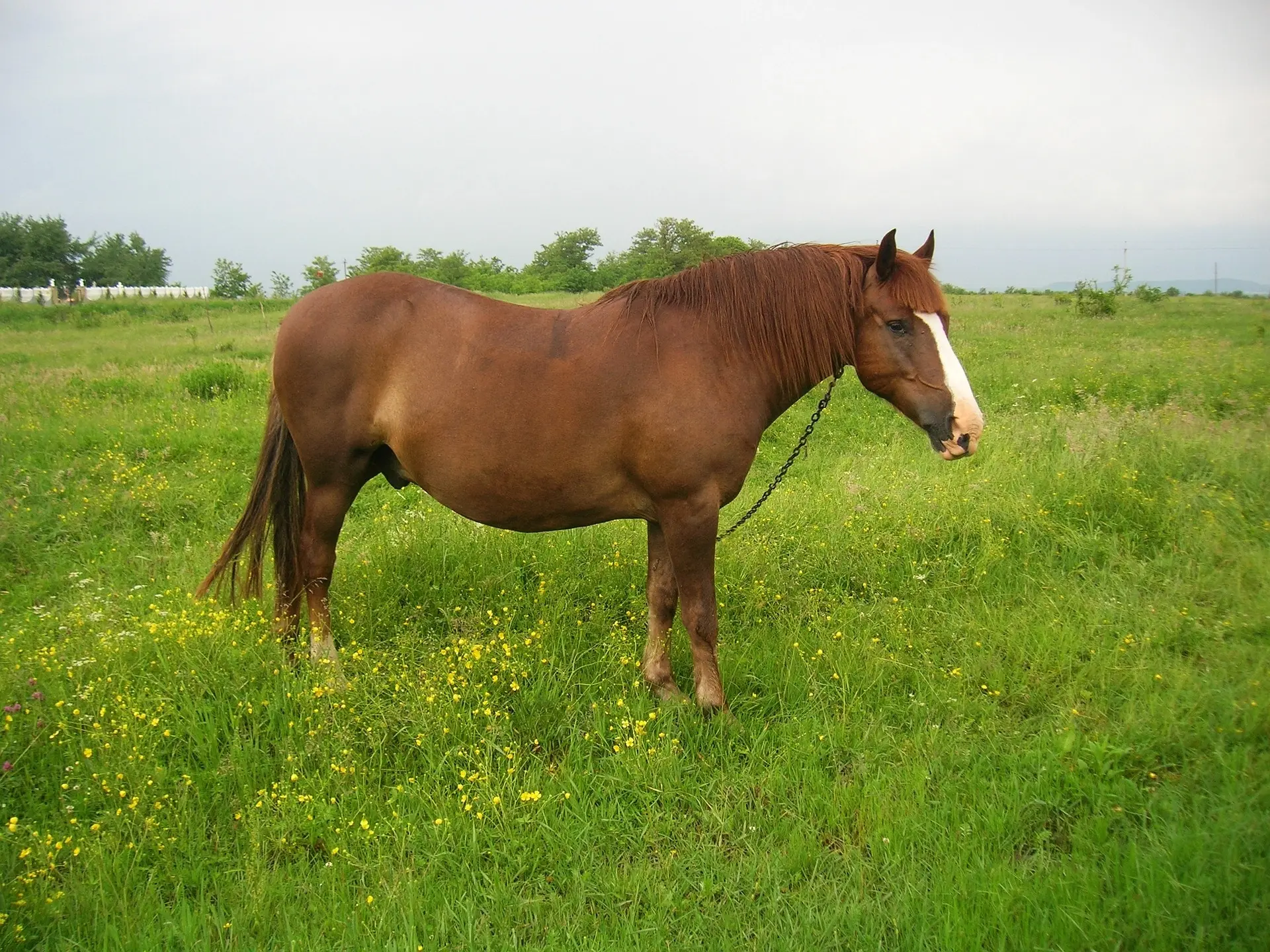 Standard chestnut horse