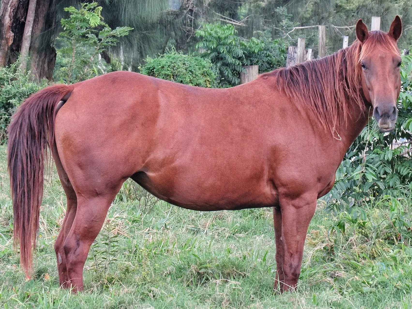 Red chestnut horse