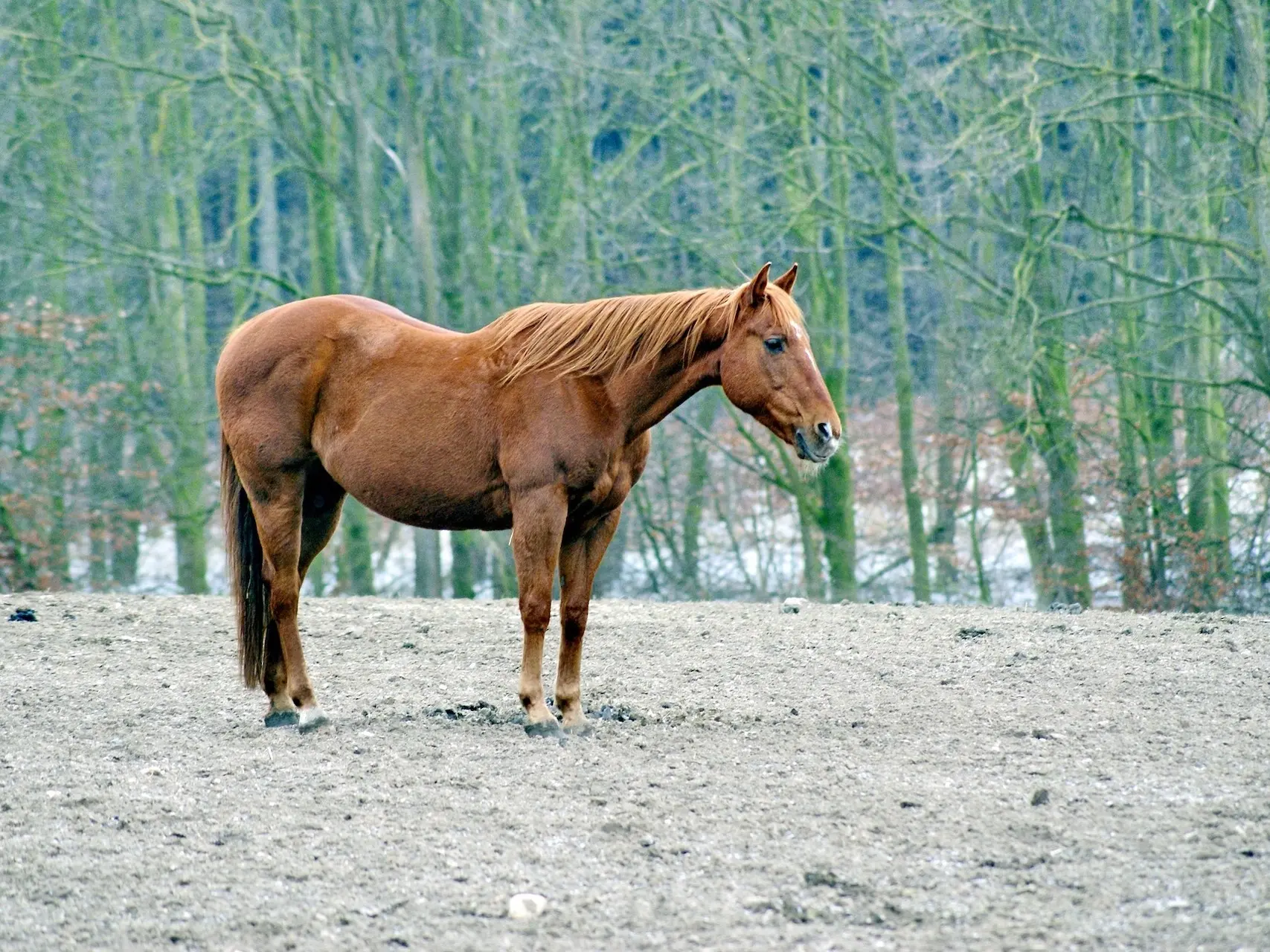 Standard chestnut horse