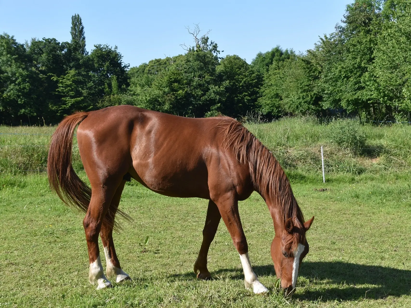 Red chestnut horse