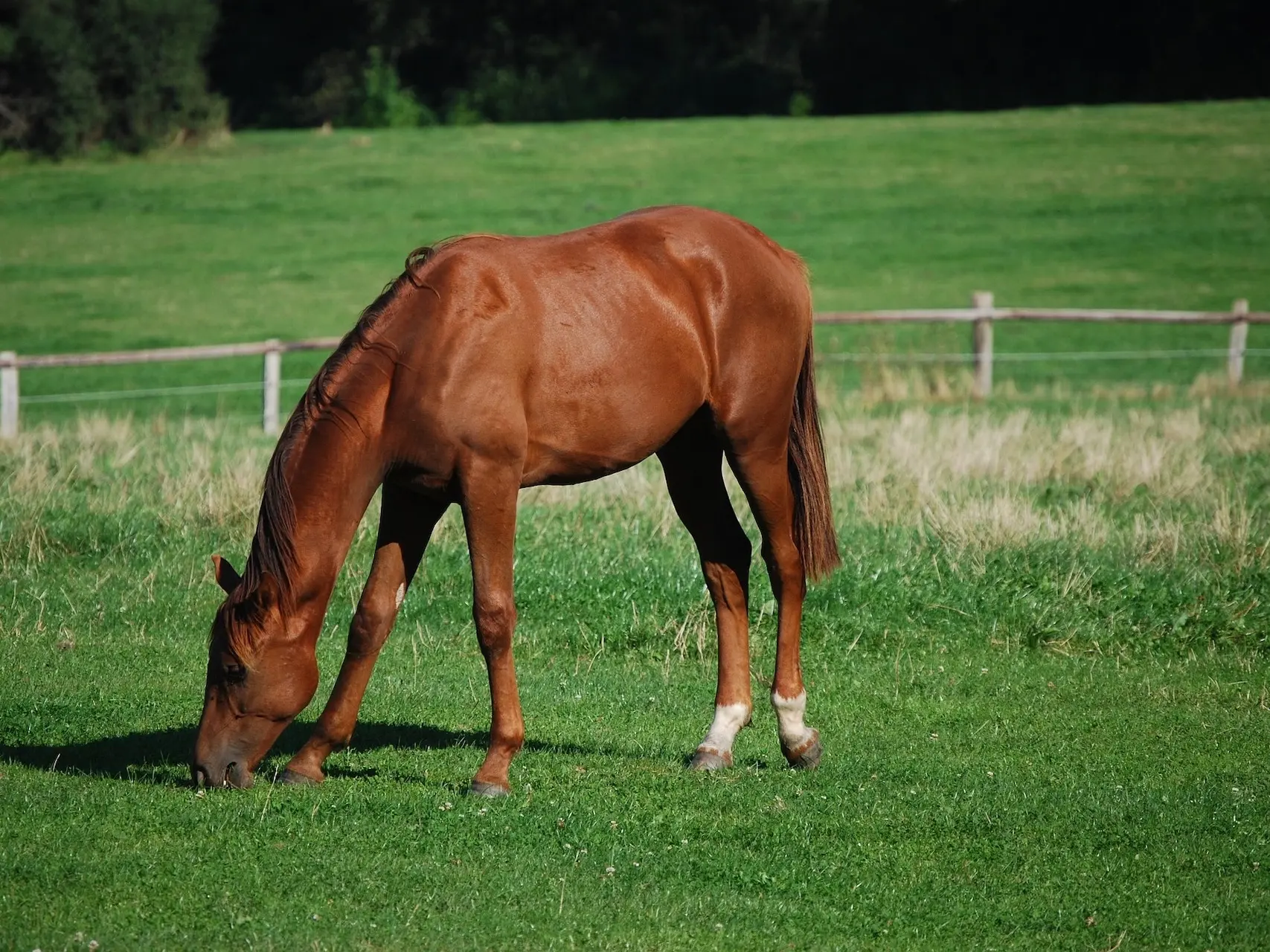 Red chestnut horse