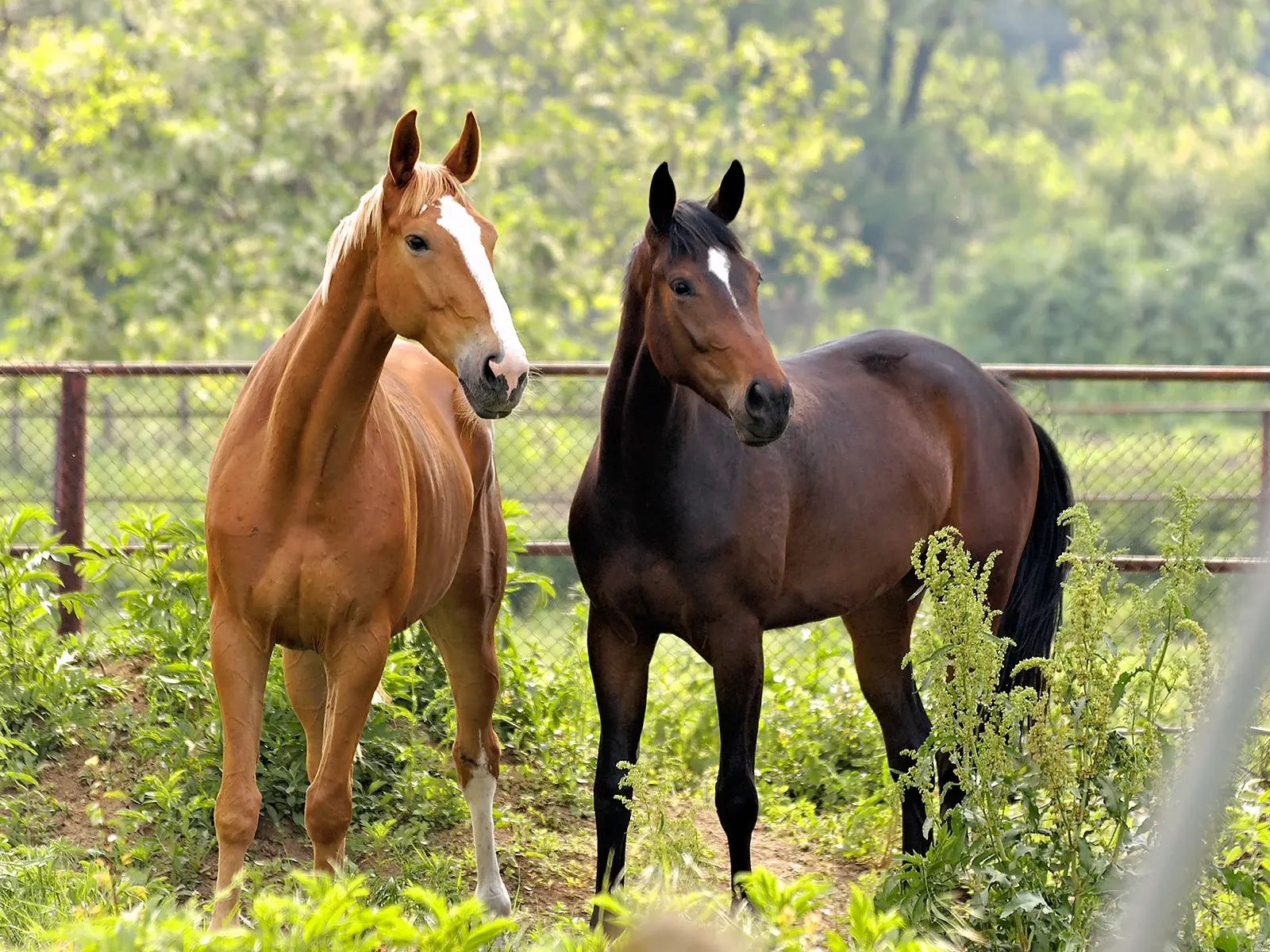 Standard flaxen horse