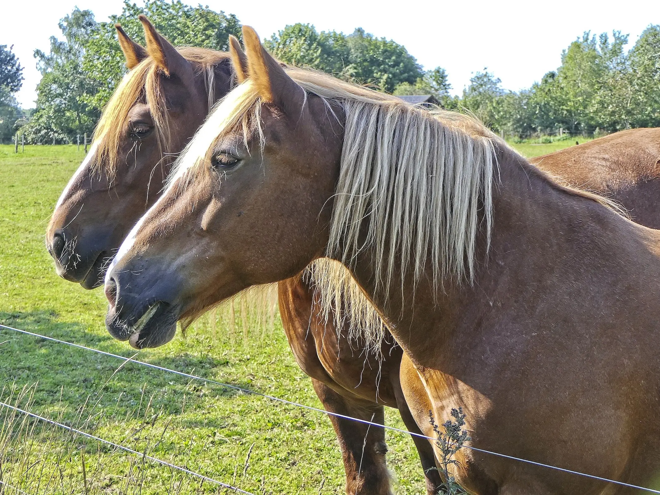 Standard flaxen horse