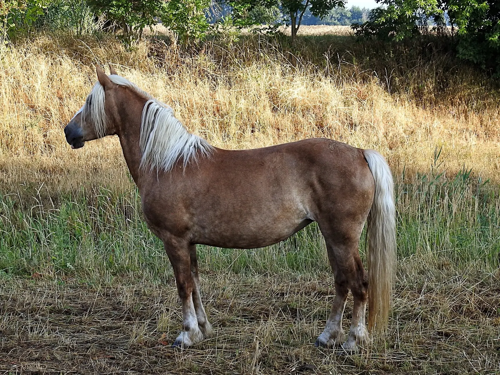 Standard flaxen horse