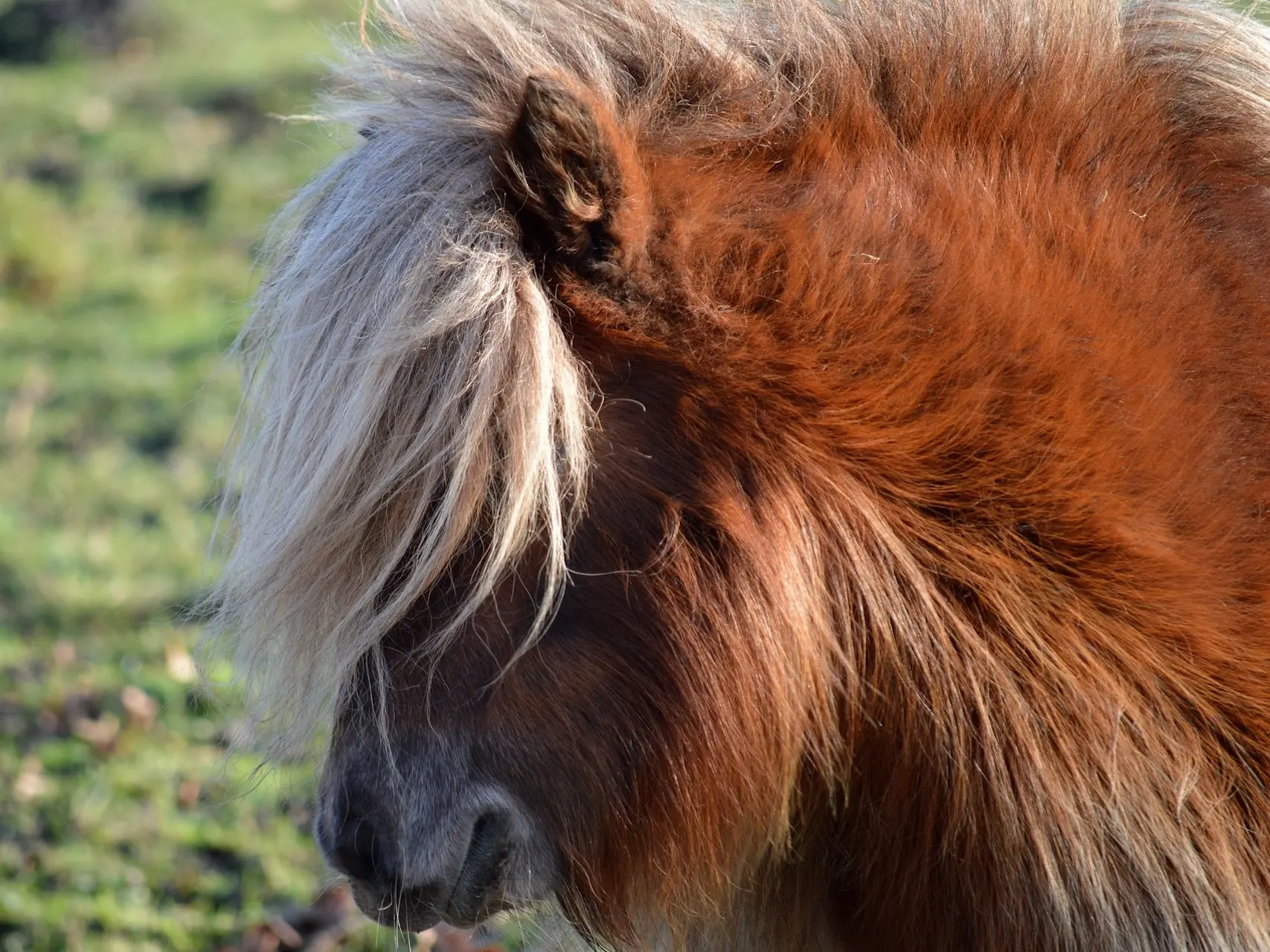 Red flaxen horse