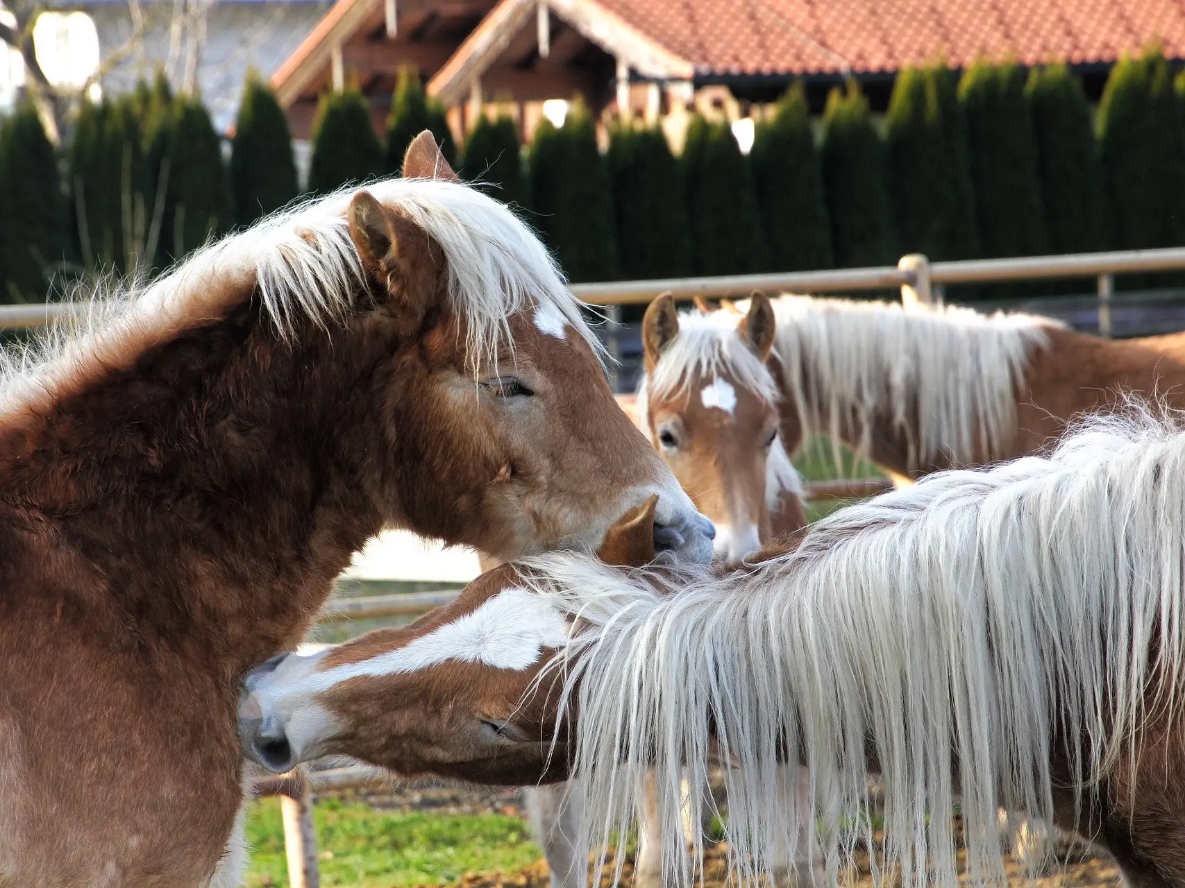 Standard flaxen horse