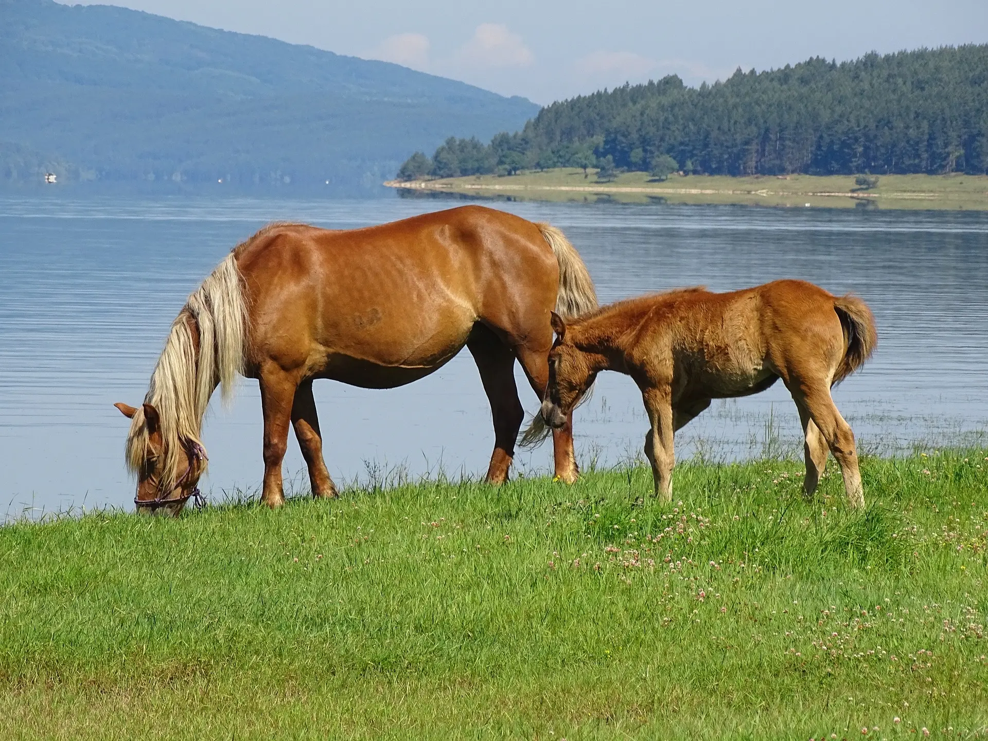 Standard flaxen horse