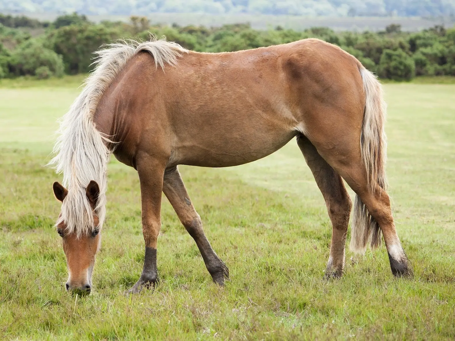 Flaxen chestnut Horse