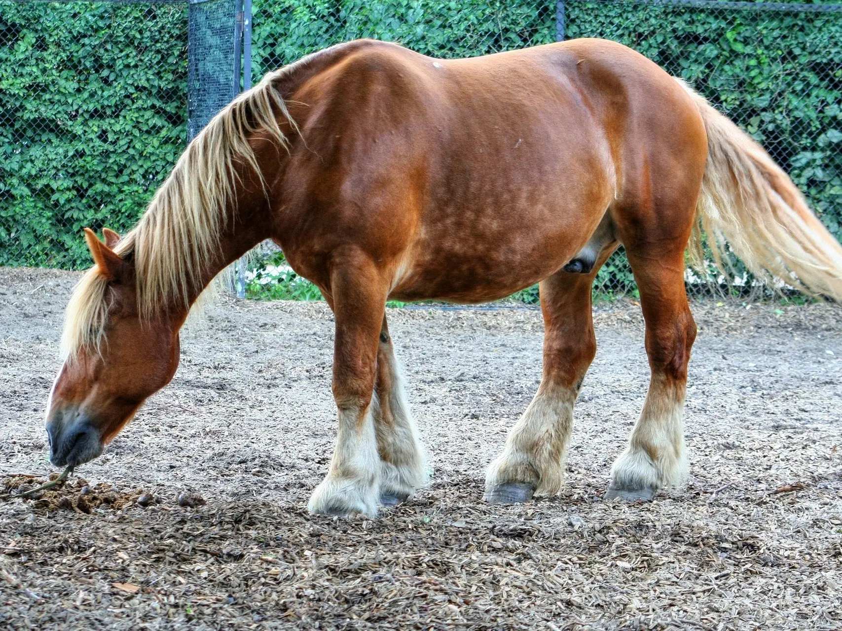 Red flaxen horse