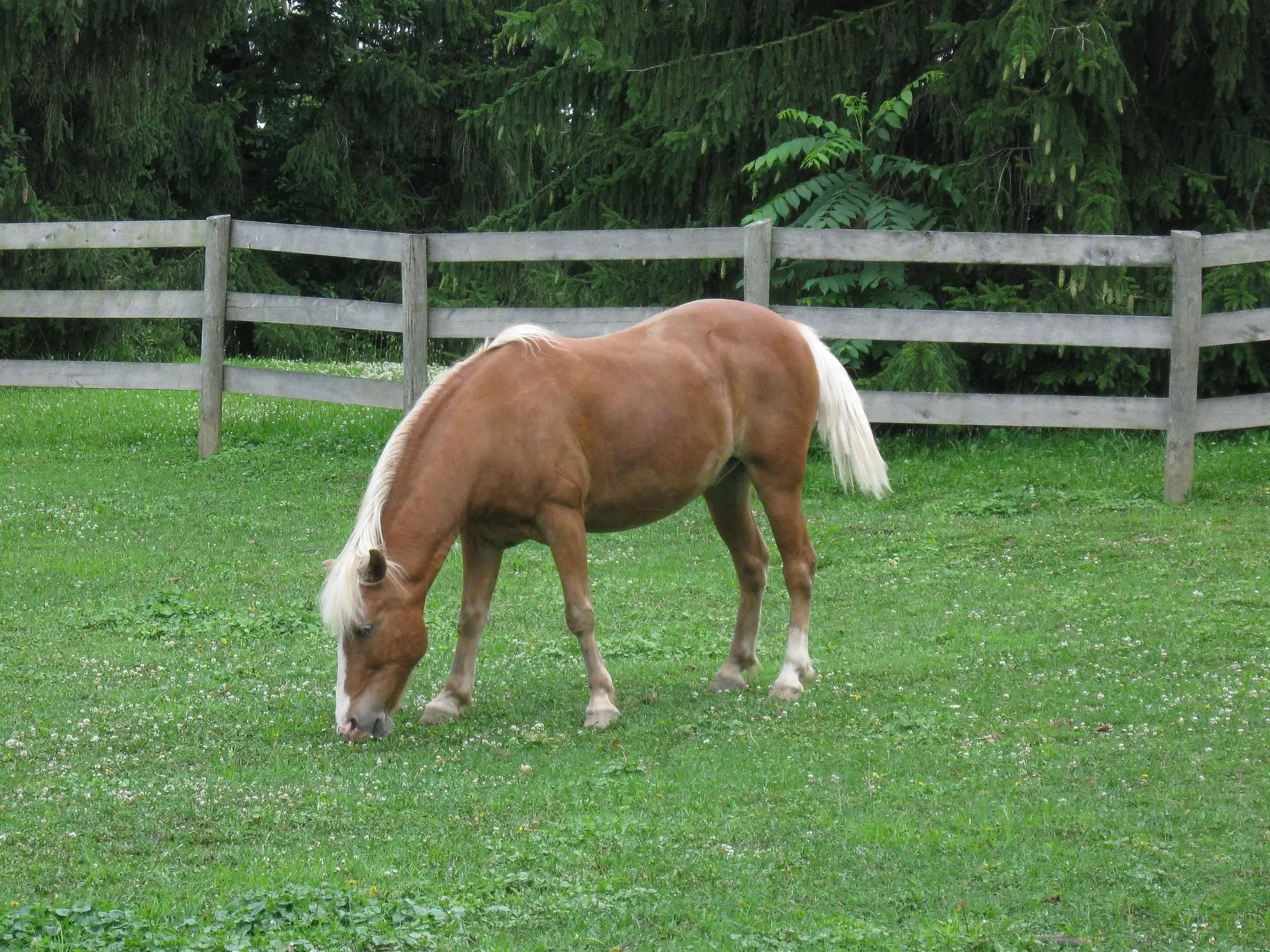 Standard flaxen horse