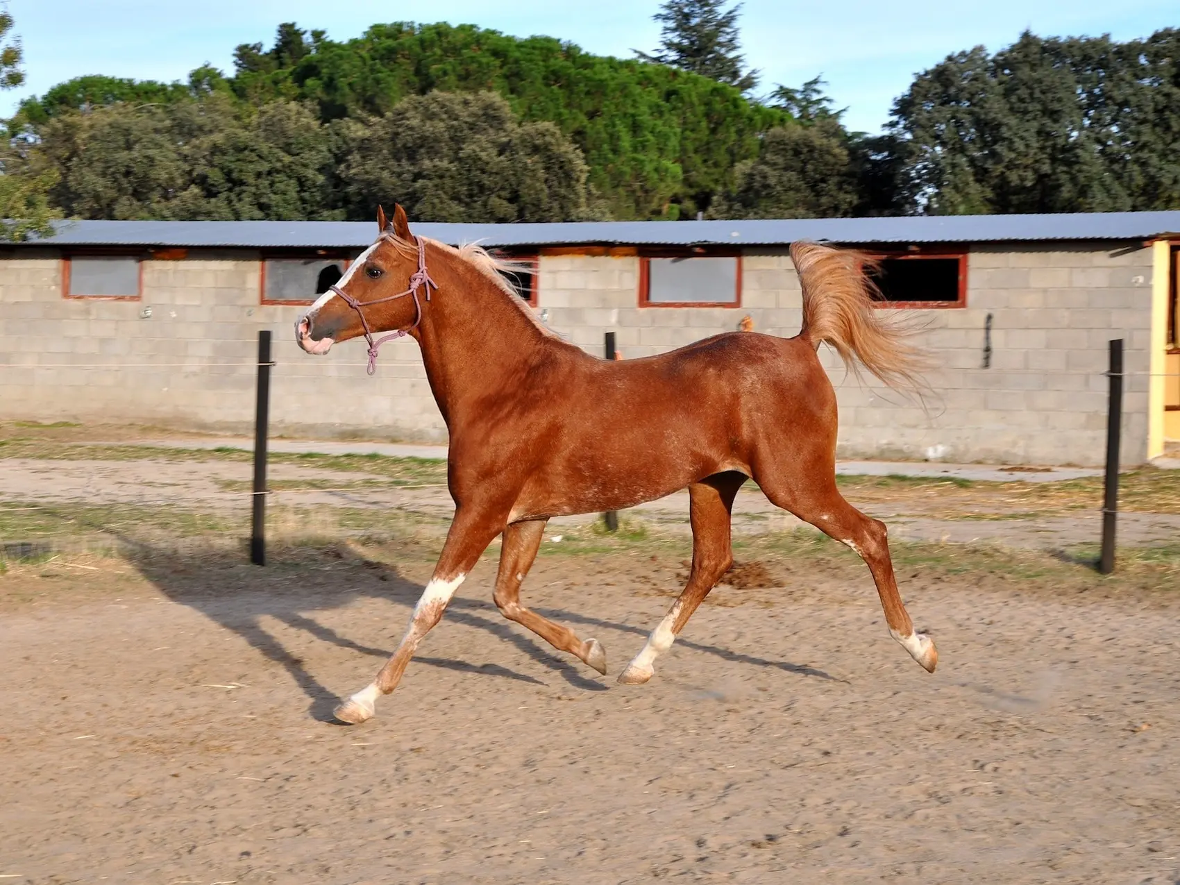 Red flaxen horse