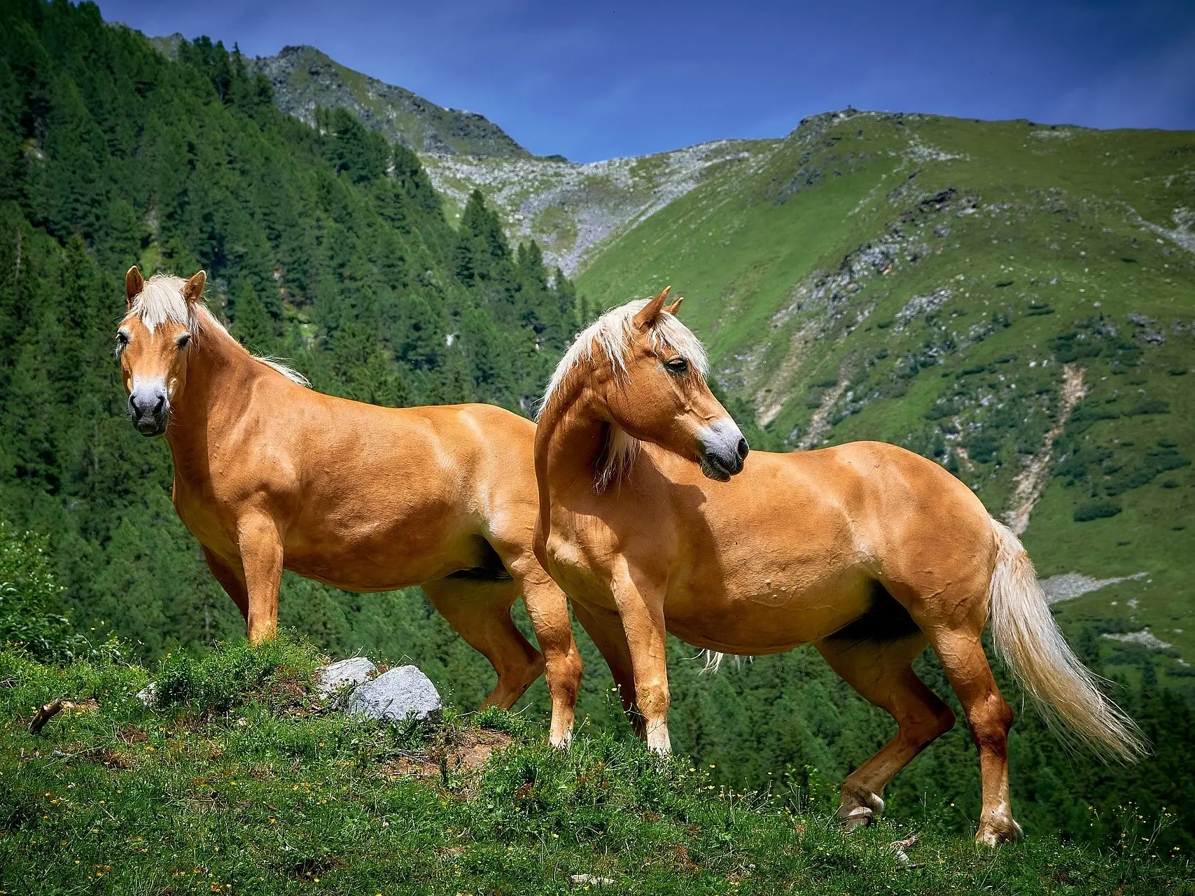 Sandy flaxen horse