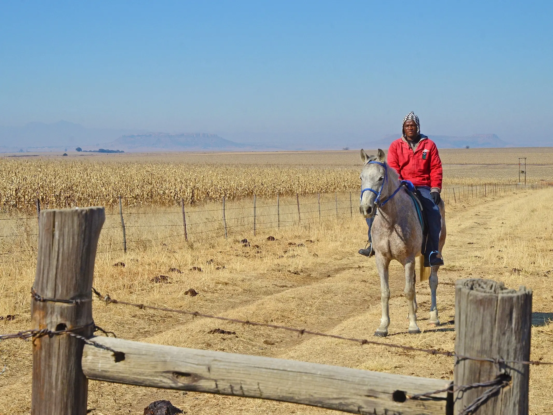 South African Warmblood