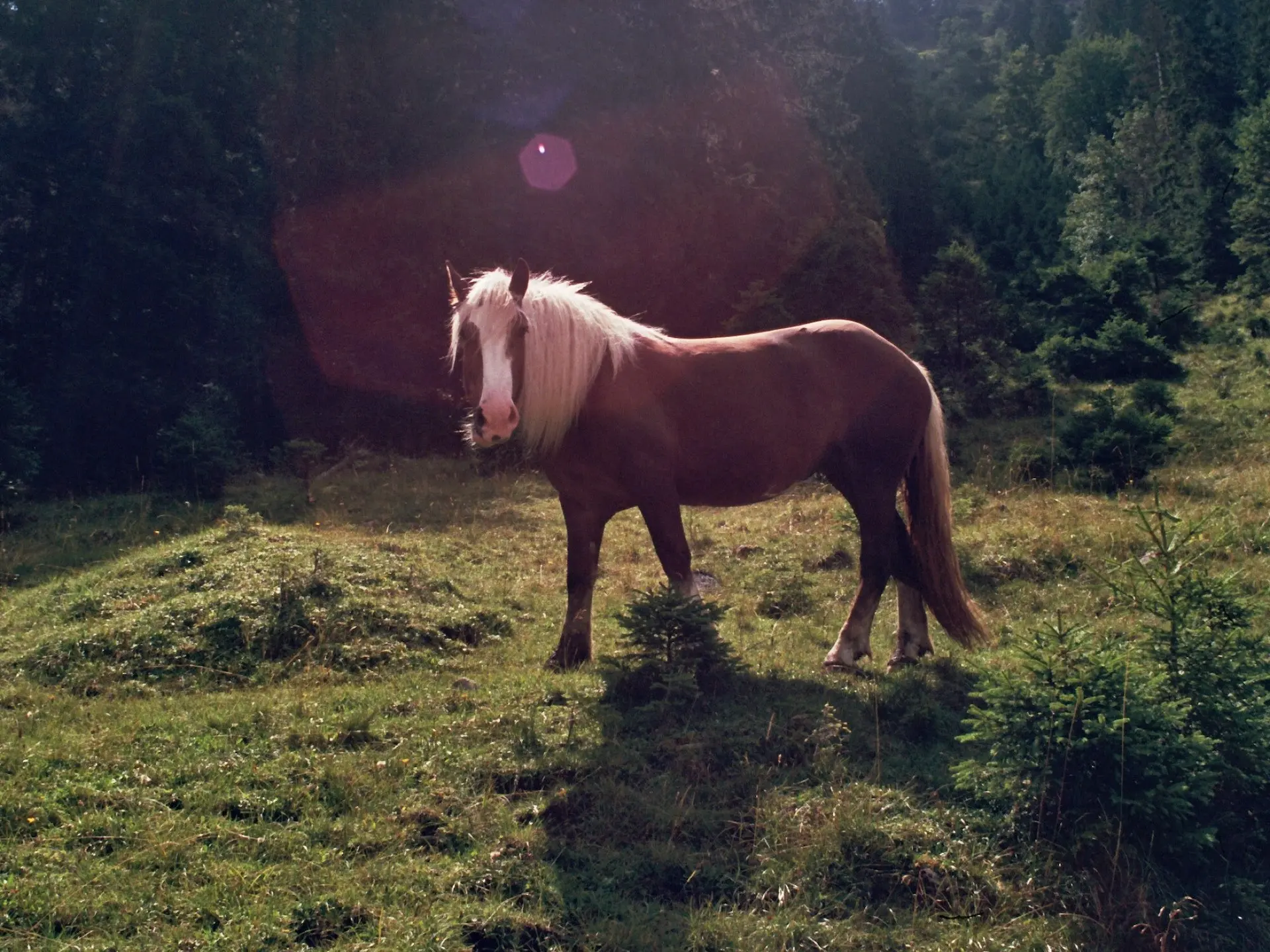 South German Coldblood Horse 