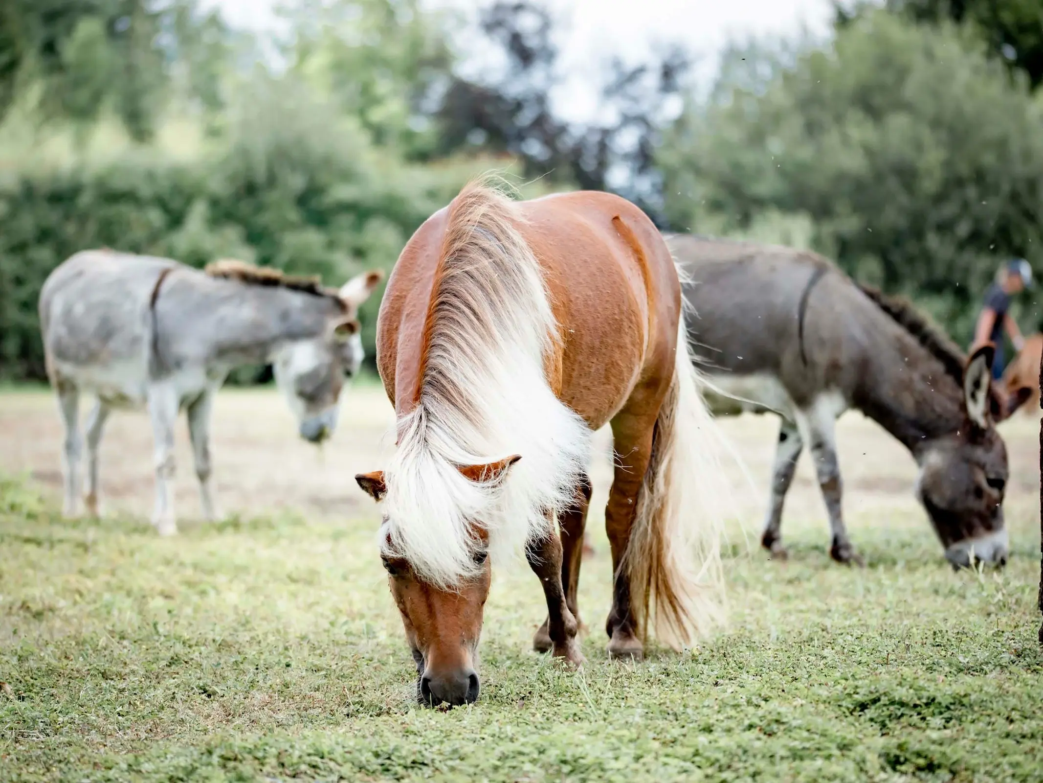 Silver bay pony grazing with two donkeys