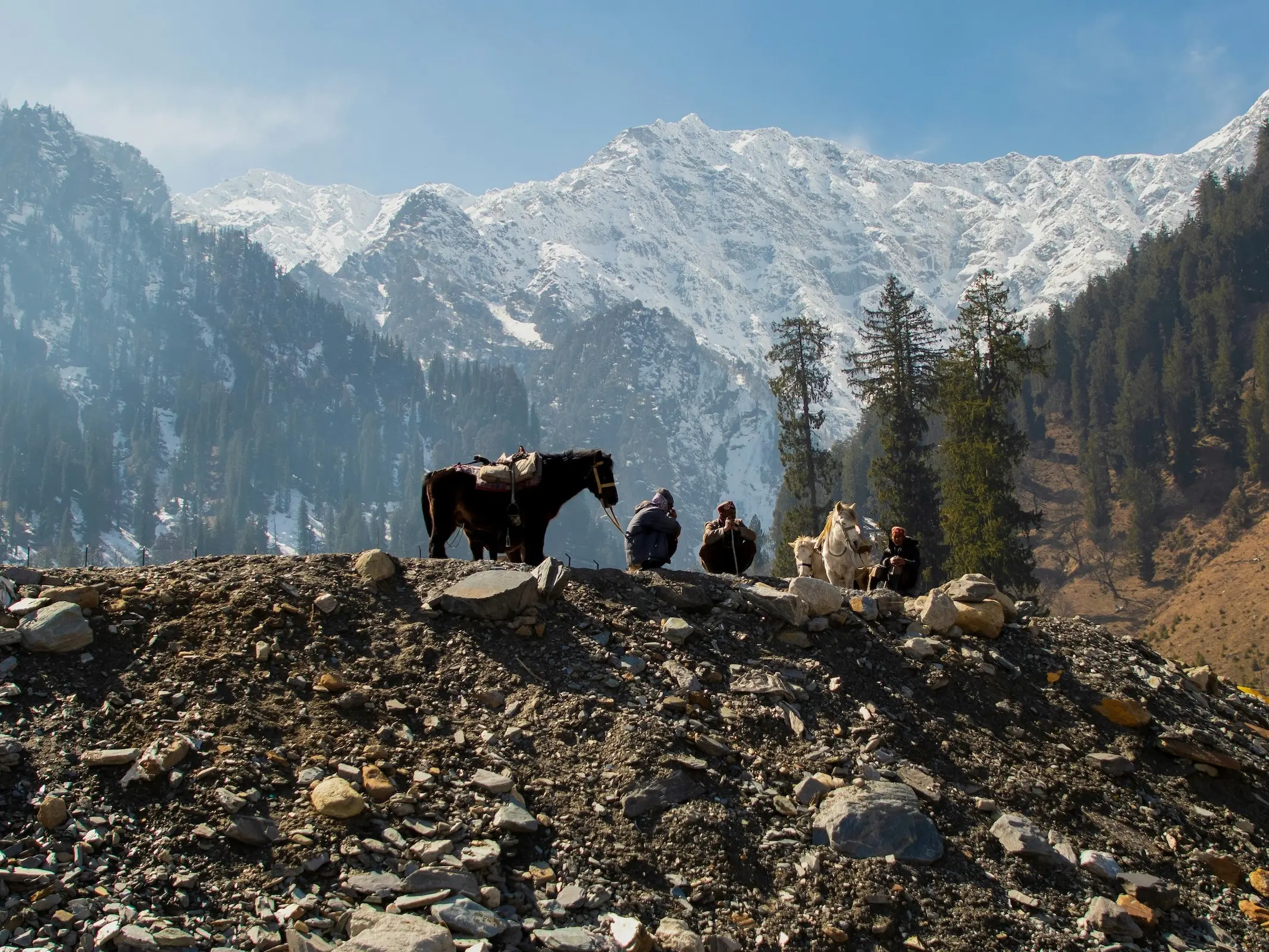 Spiti Pony